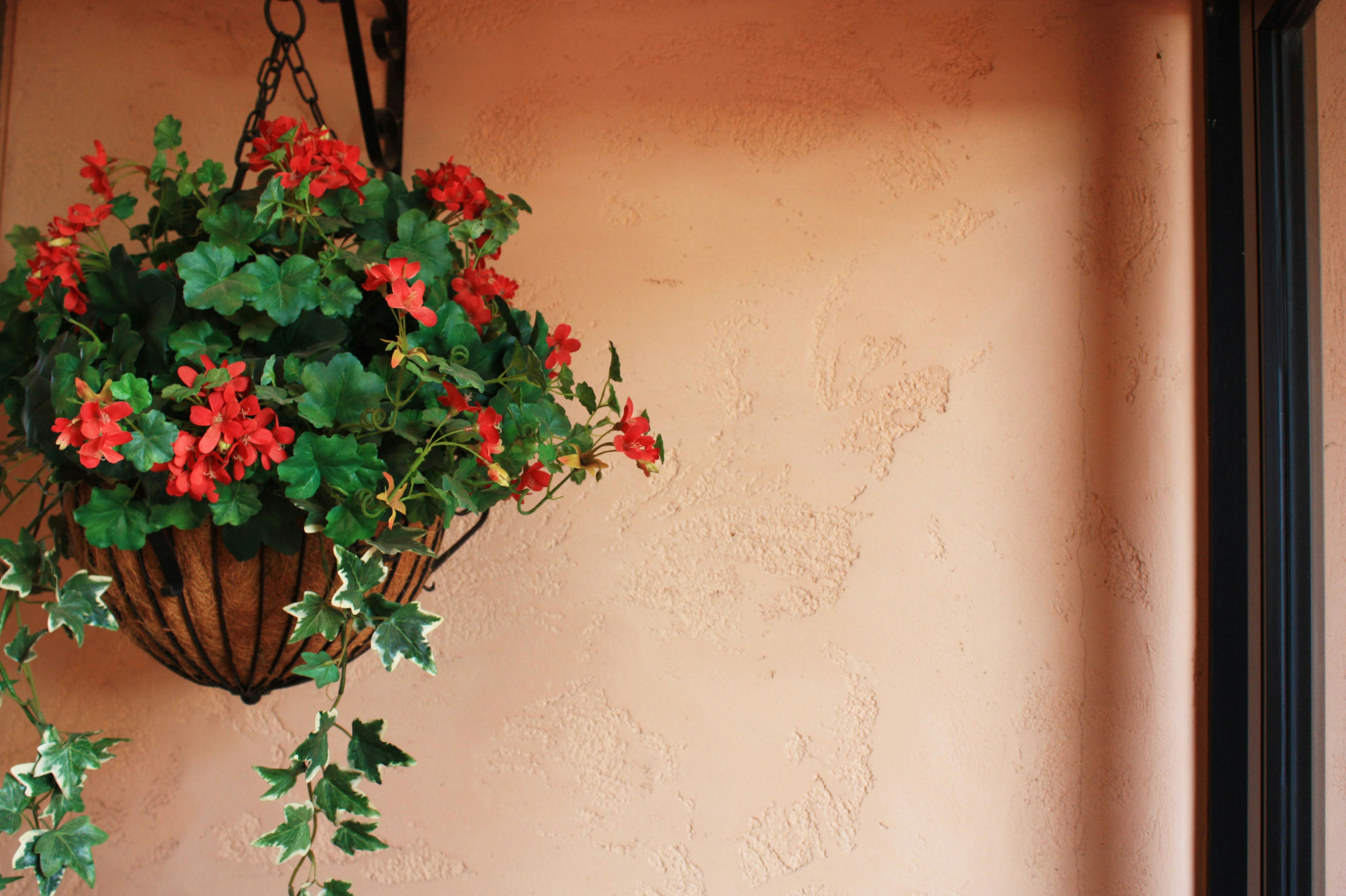 Hanging planter with red flowers and green leaves against a textured wall