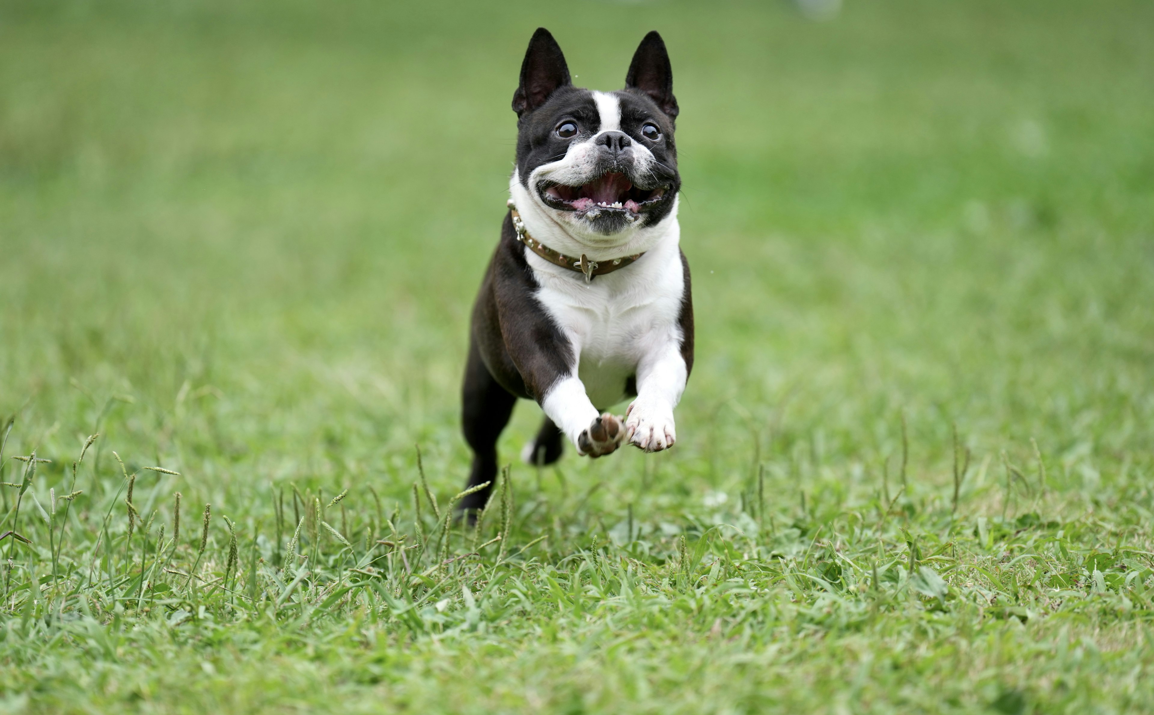 Boston Terrier corriendo alegremente sobre la hierba