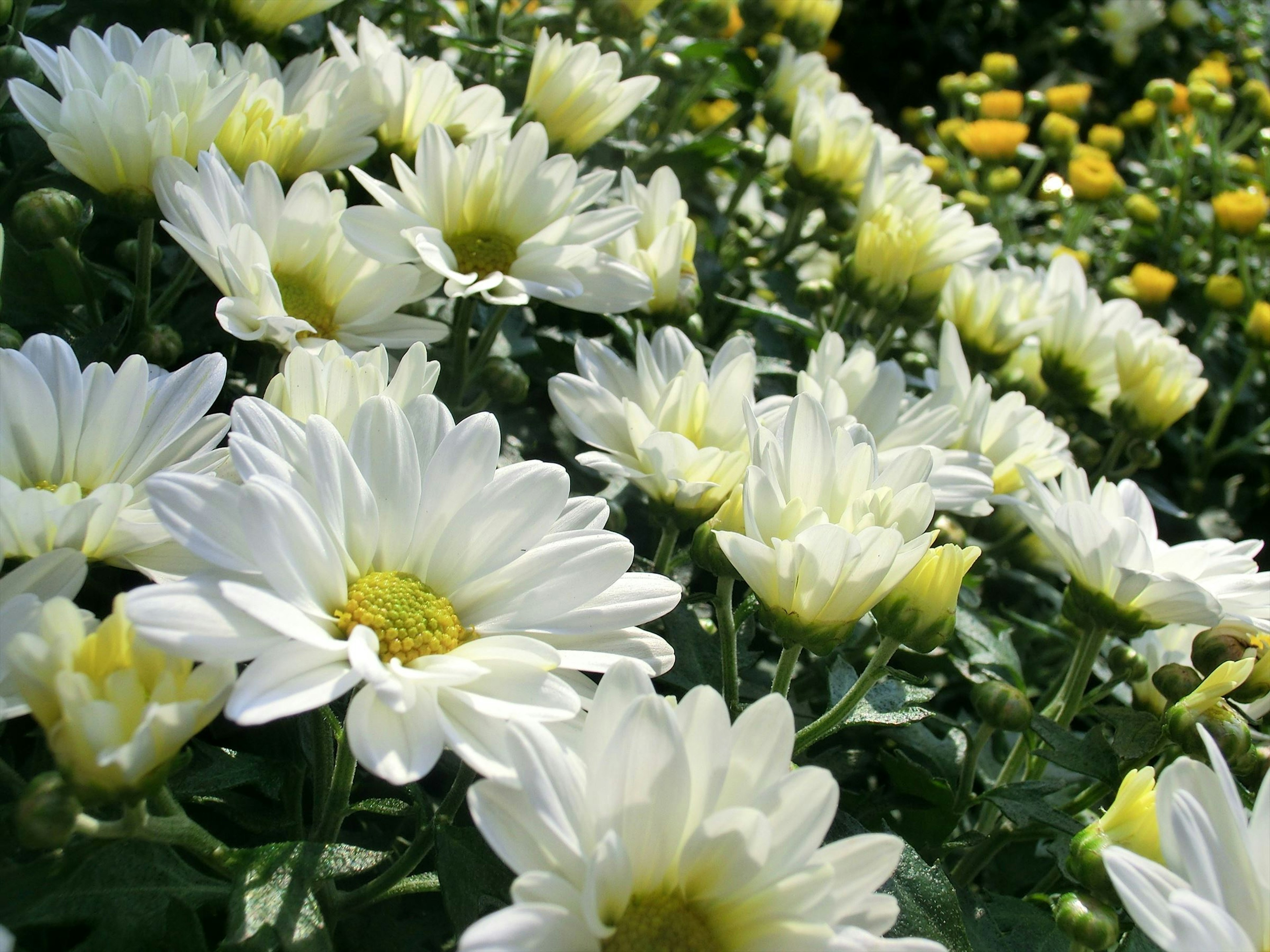 Gros plan de fleurs blanches et jaunes vibrantes dans un jardin