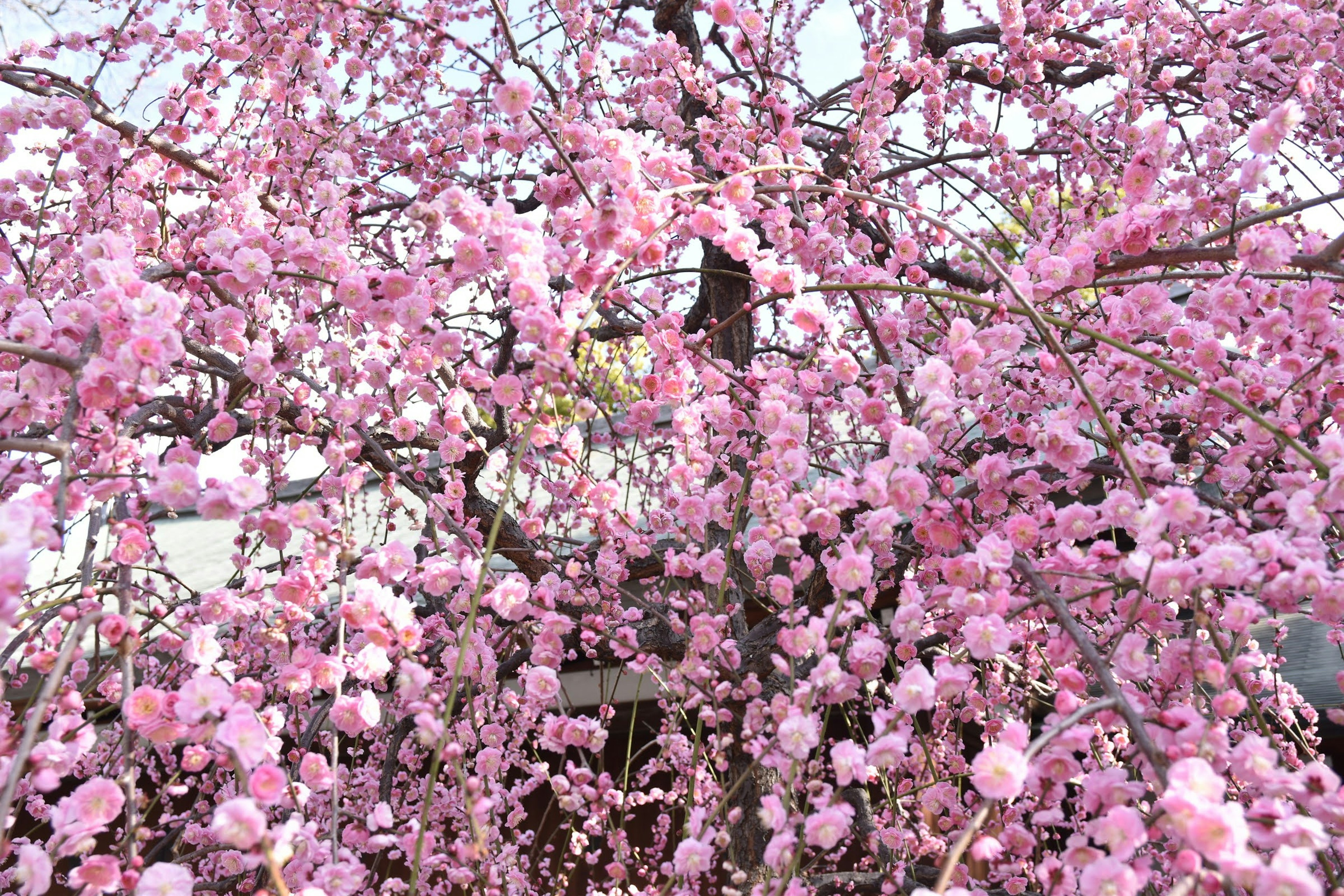 Árbol de cerezo en flor con flores rosas vibrantes