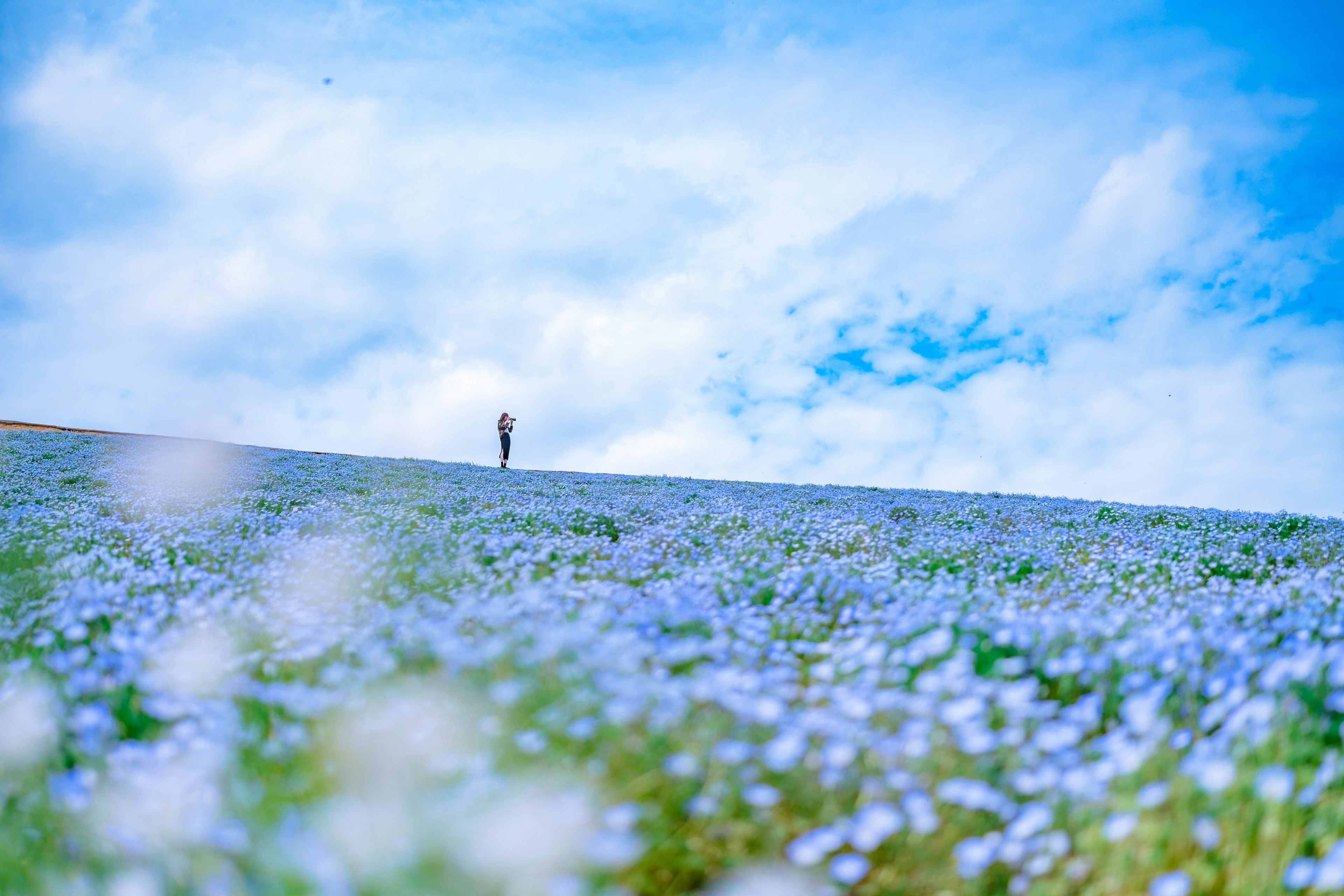 青い花が広がる風景の中に人が立っている