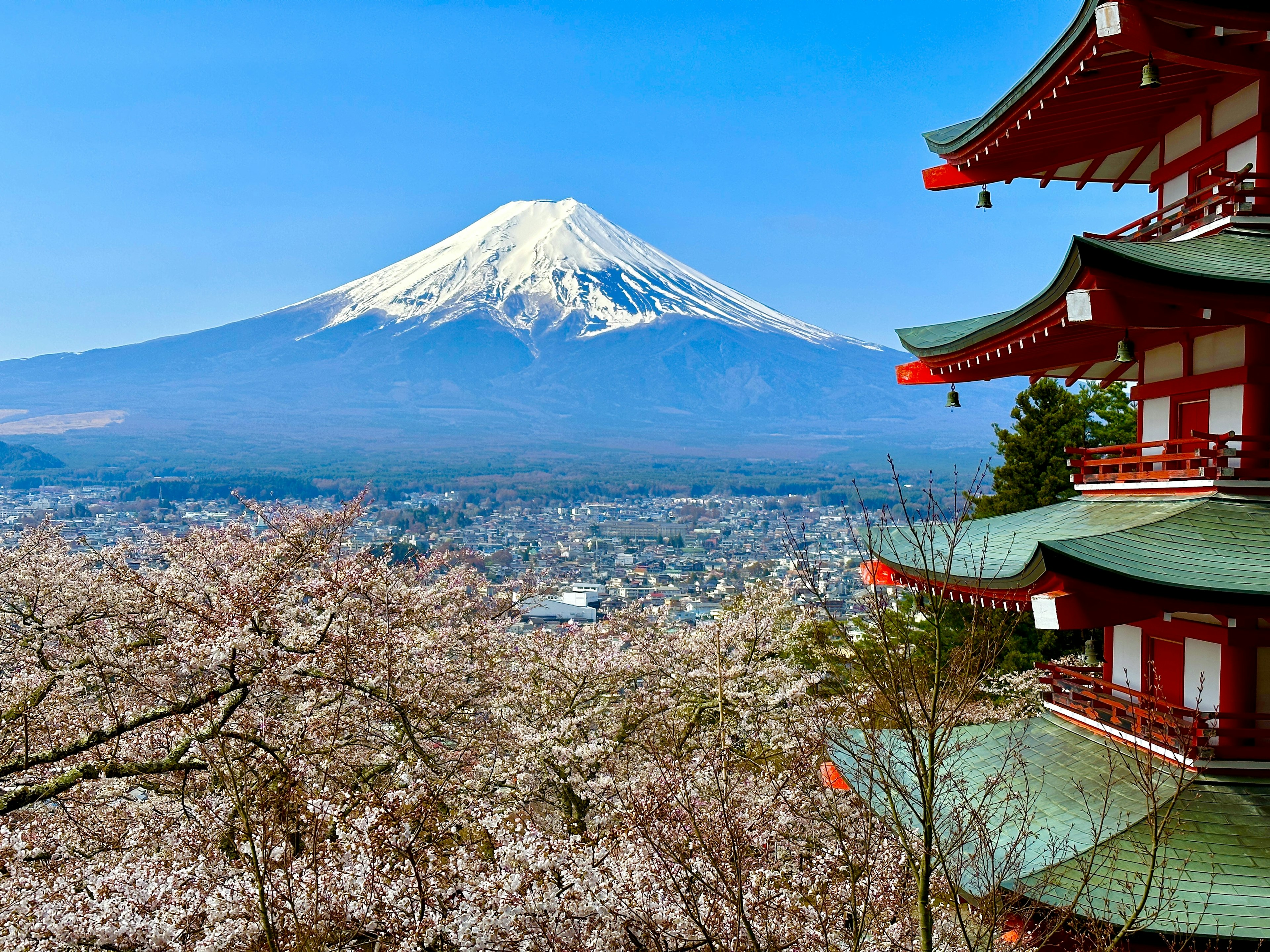 Pemandangan indah Gunung Fuji dengan bunga sakura dan pagoda merah