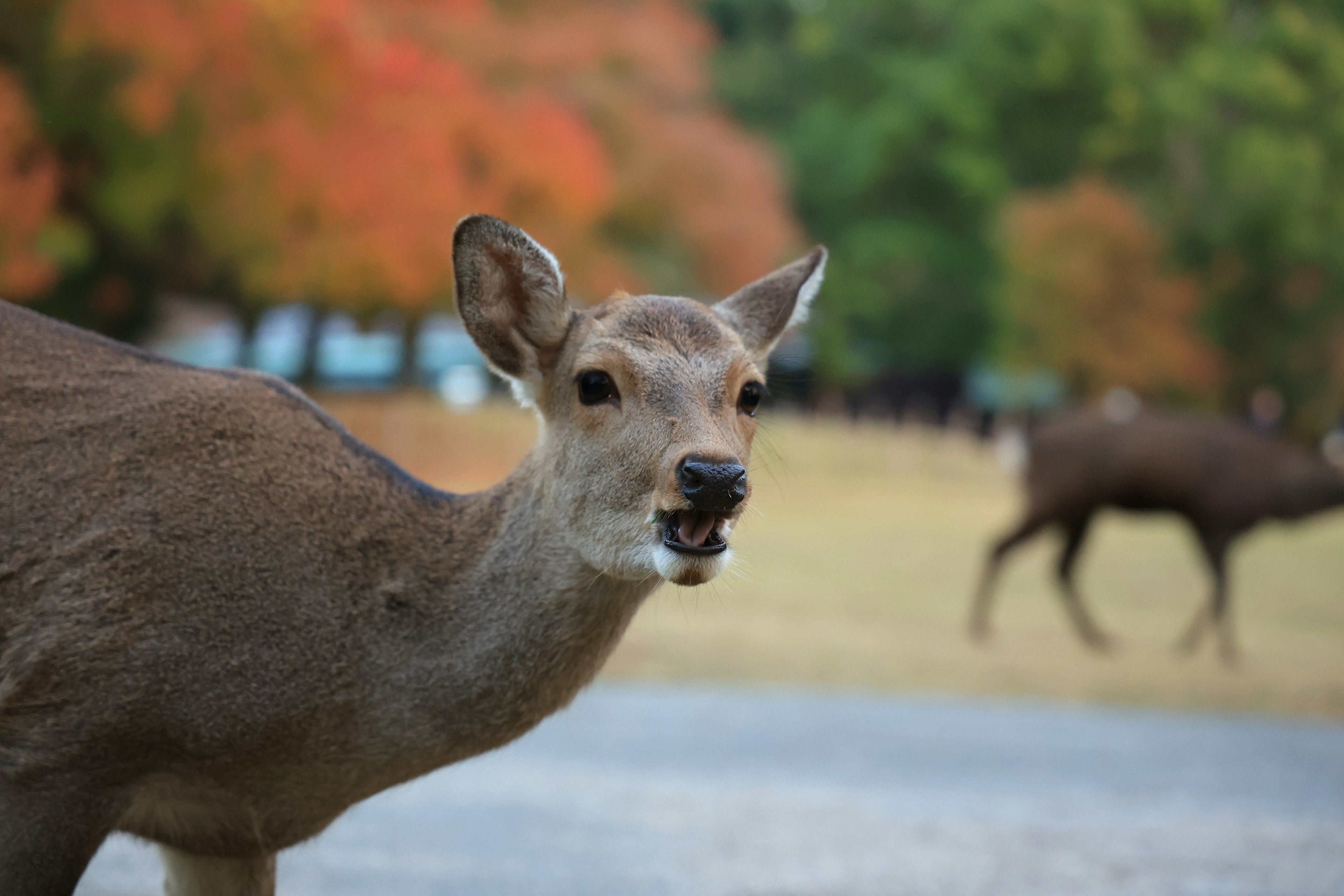 Close-up of a deer with autumn colors in the background