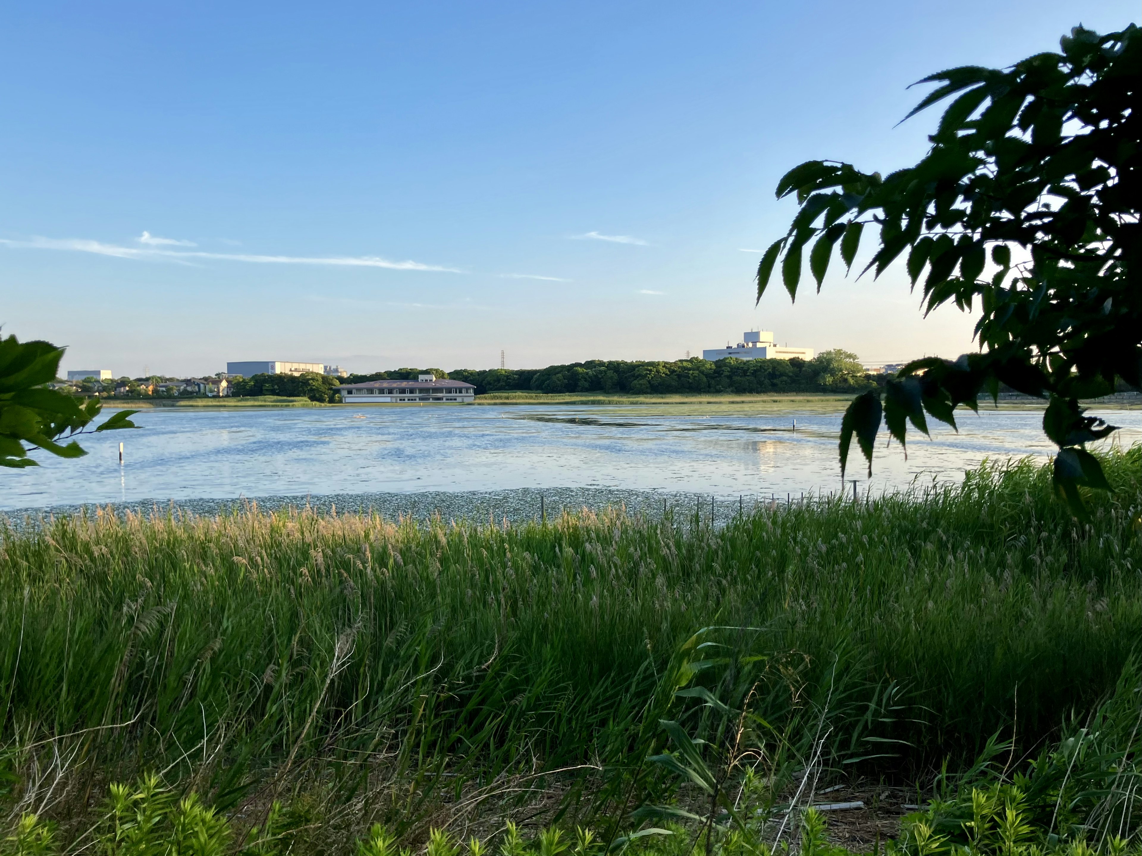 青い空と穏やかな水面が広がる風景 緑の草と葉が前景に見える