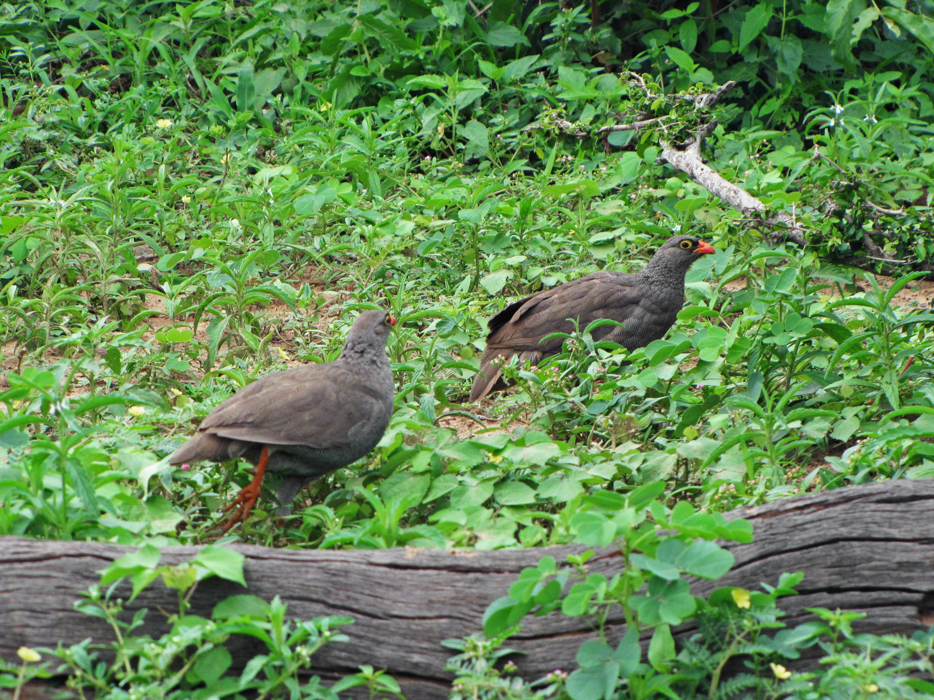 Deux oiseaux dans l'herbe verte entourés de feuillage