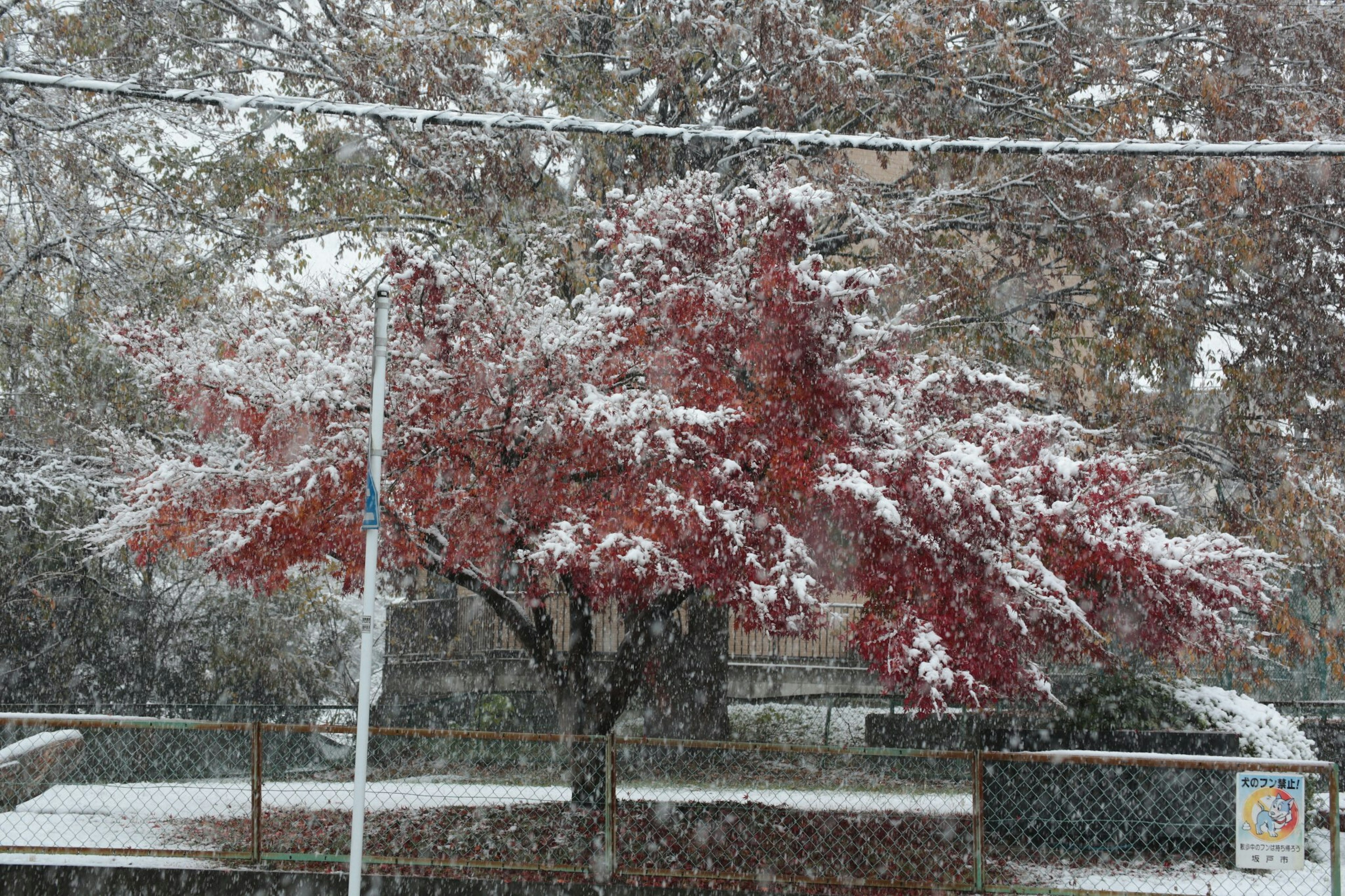 Albero con foglie rosse nella neve con sfondo innevato