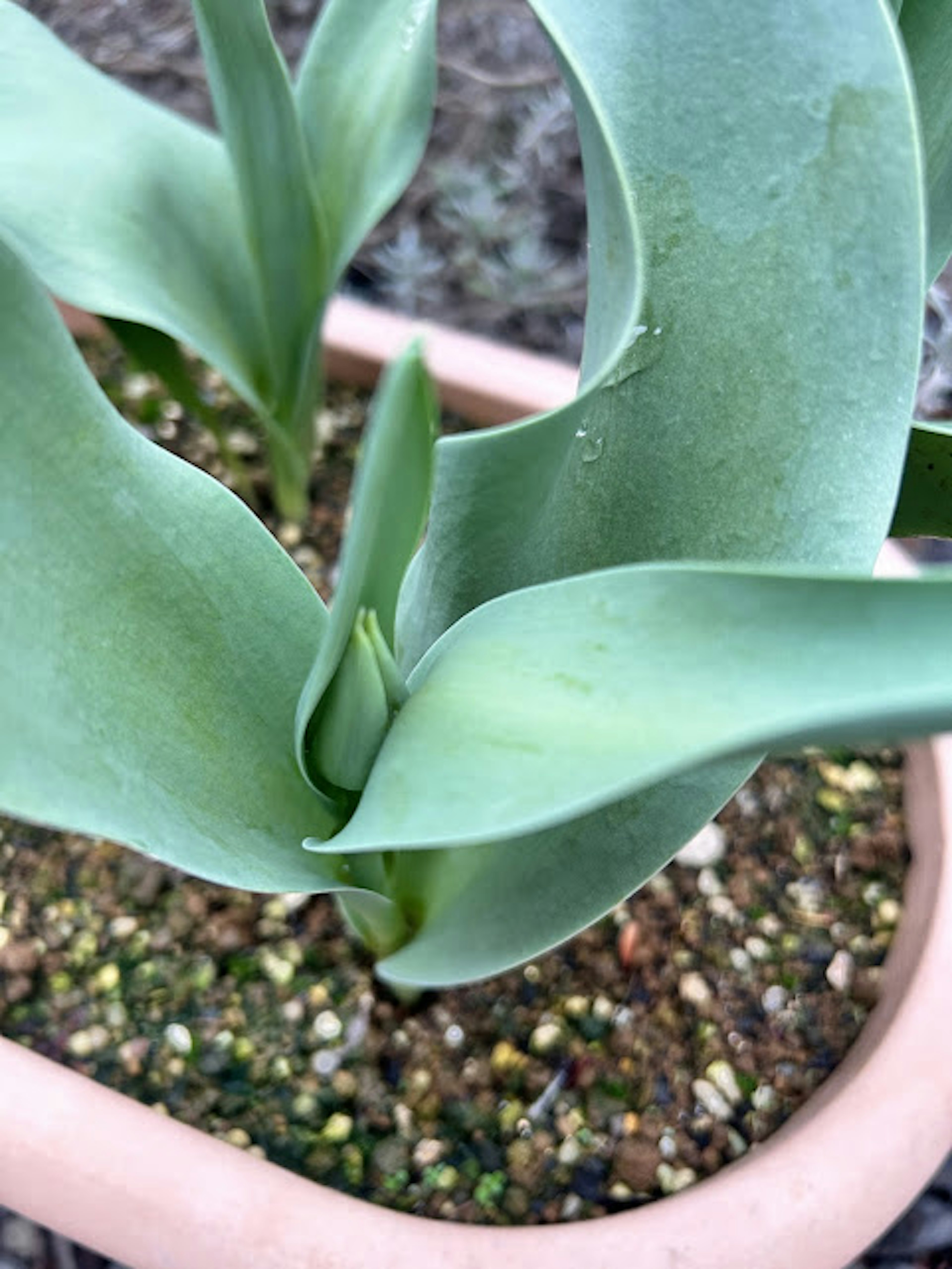 Close-up daun tanaman hijau tumbuh dalam pot