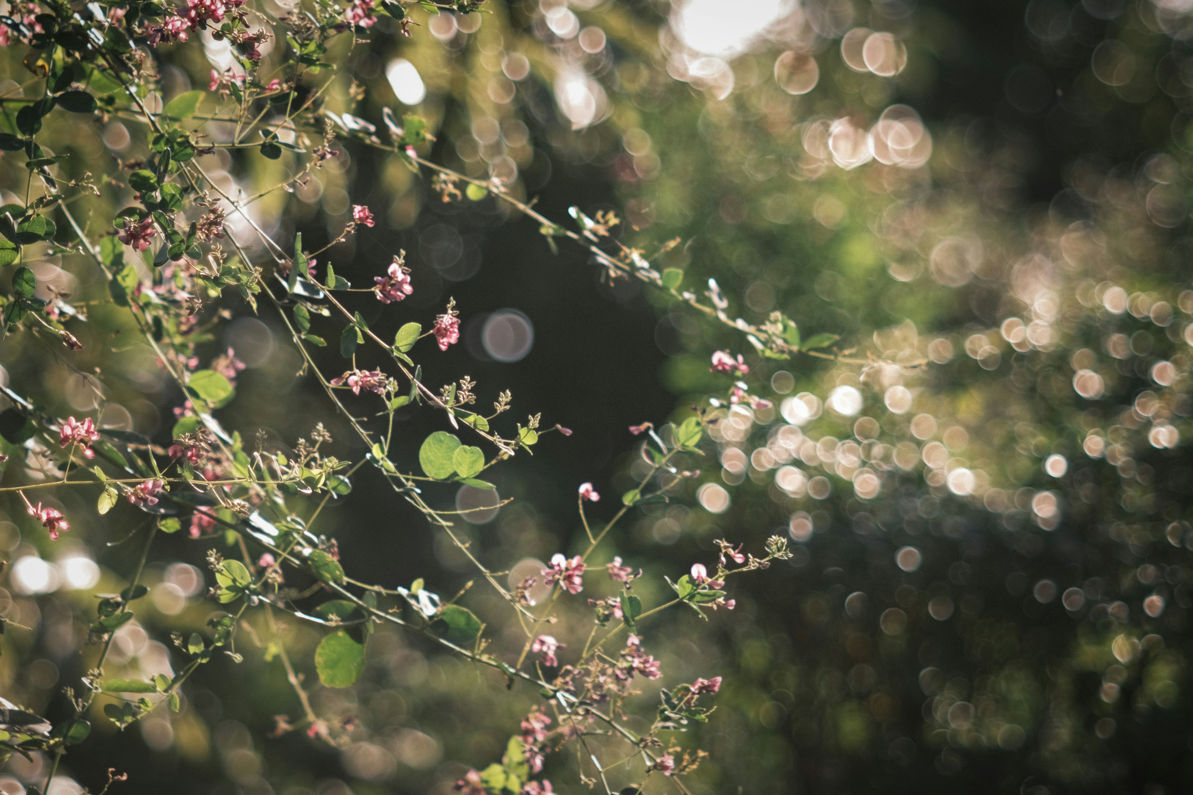 Fiori delicati che fioriscono tra foglie verdi in una luce soffusa