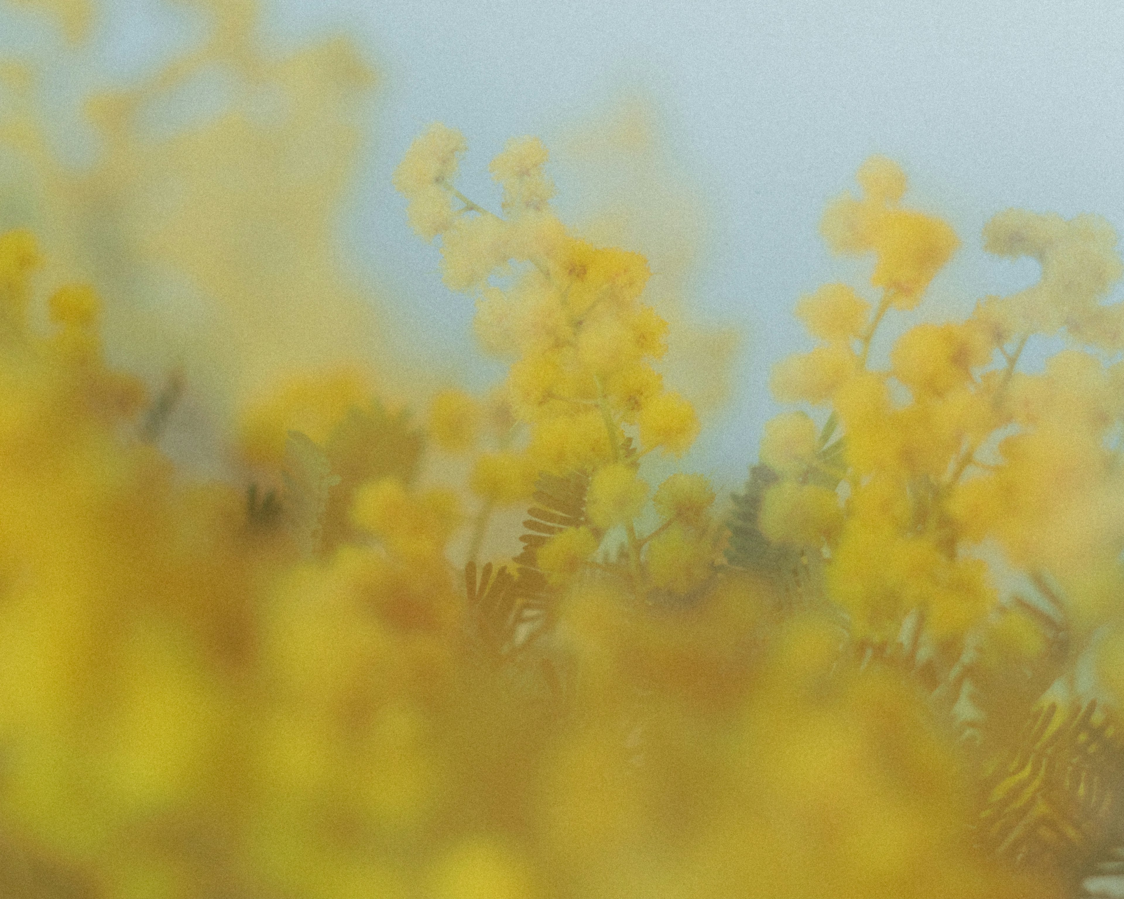 Verschwommener Hintergrund mit gelben Blumen