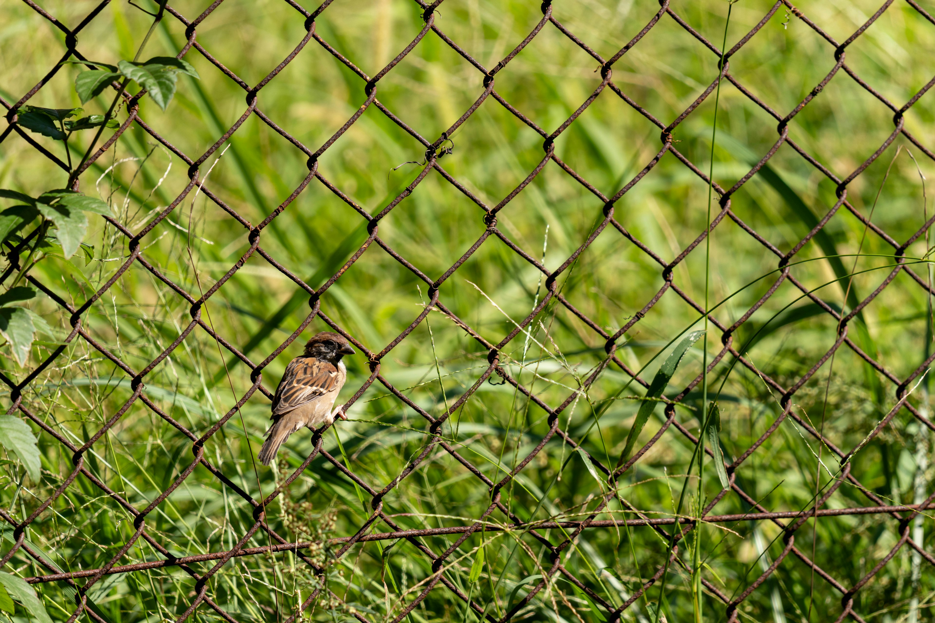 A small bird in front of a fence with green grass in the background