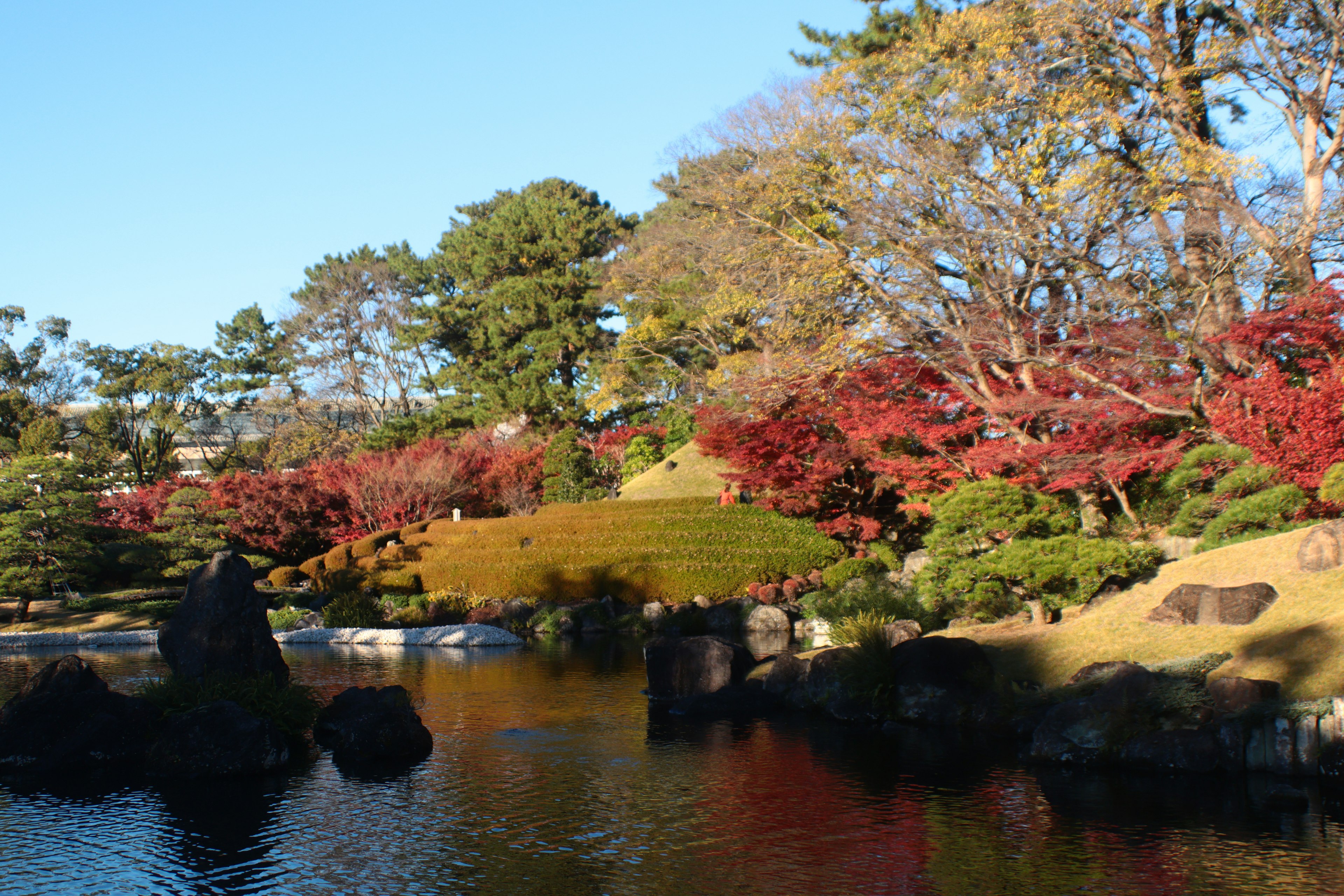 Beautiful Japanese garden landscape with vibrant autumn leaves and blue sky featuring stones and water