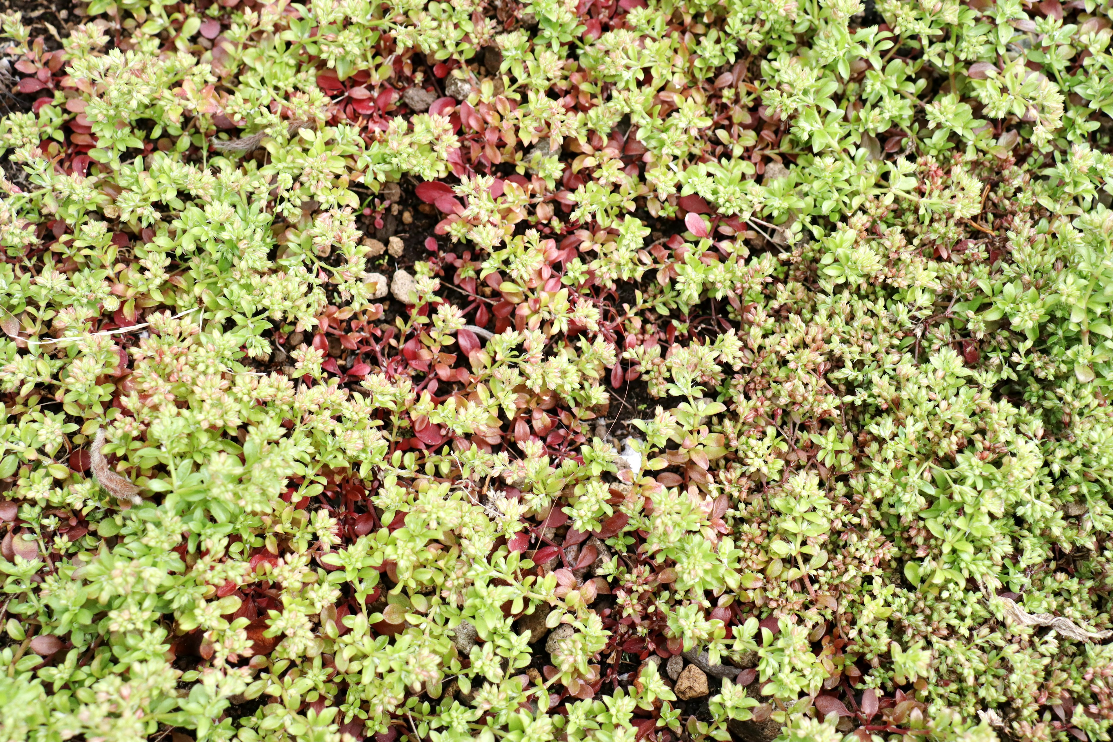 Dense growth of green and red leaves intermingling