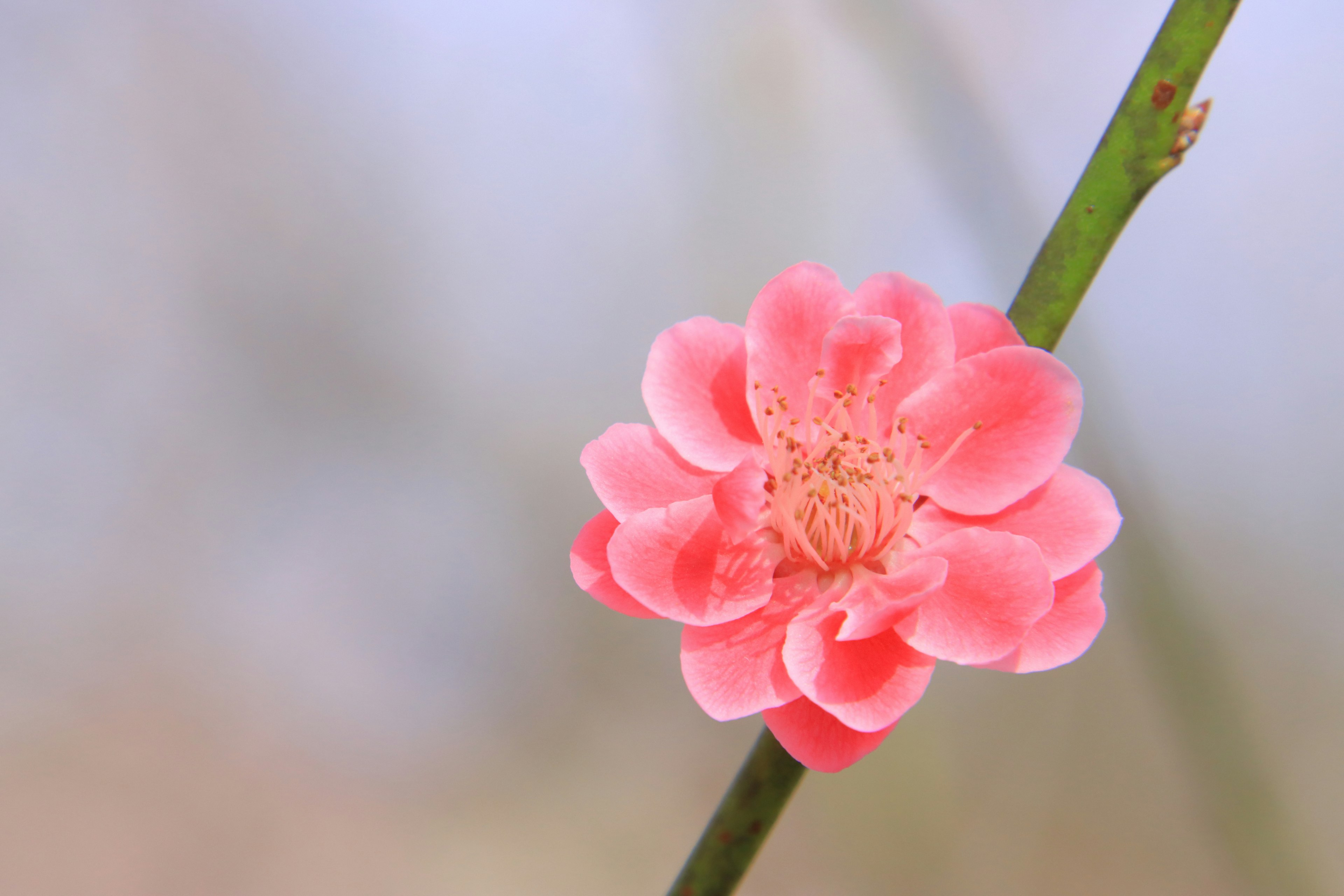 ดอกไม้สีชมพูอ่อนบานอยู่บนกิ่งสีเขียว