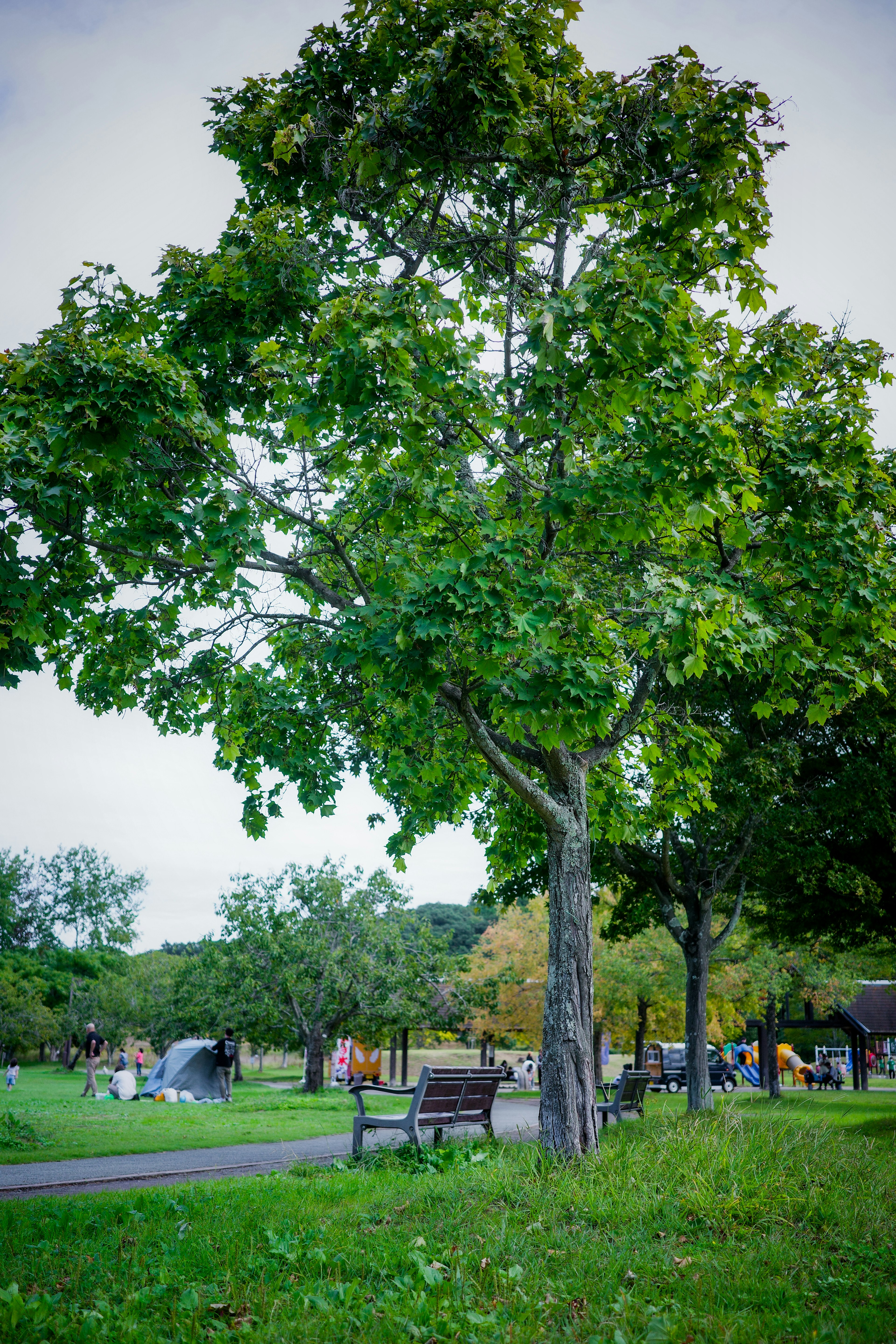 Lush green tree beside a park bench in a serene outdoor setting