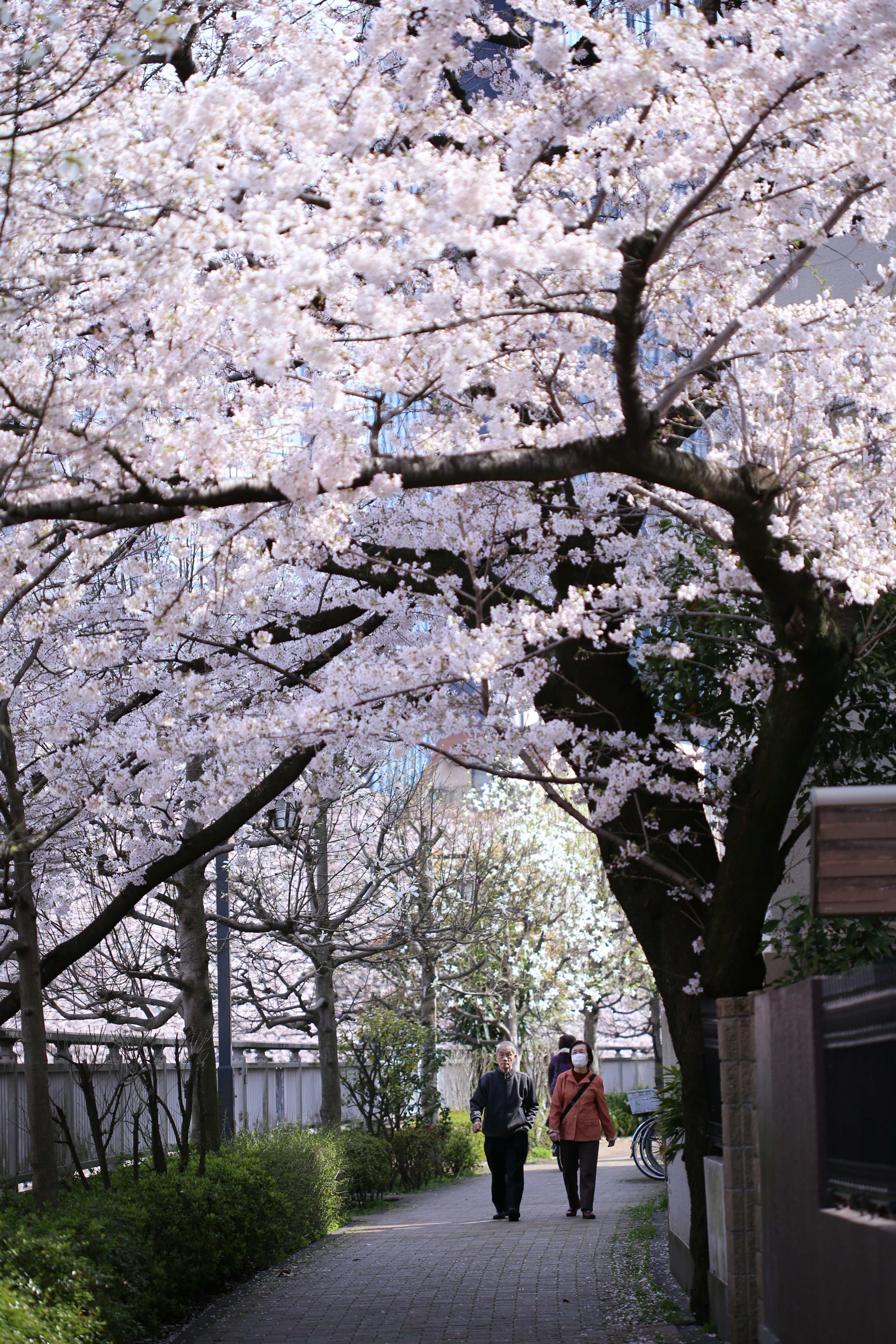 Two people walking under blooming cherry blossom trees on a pathway