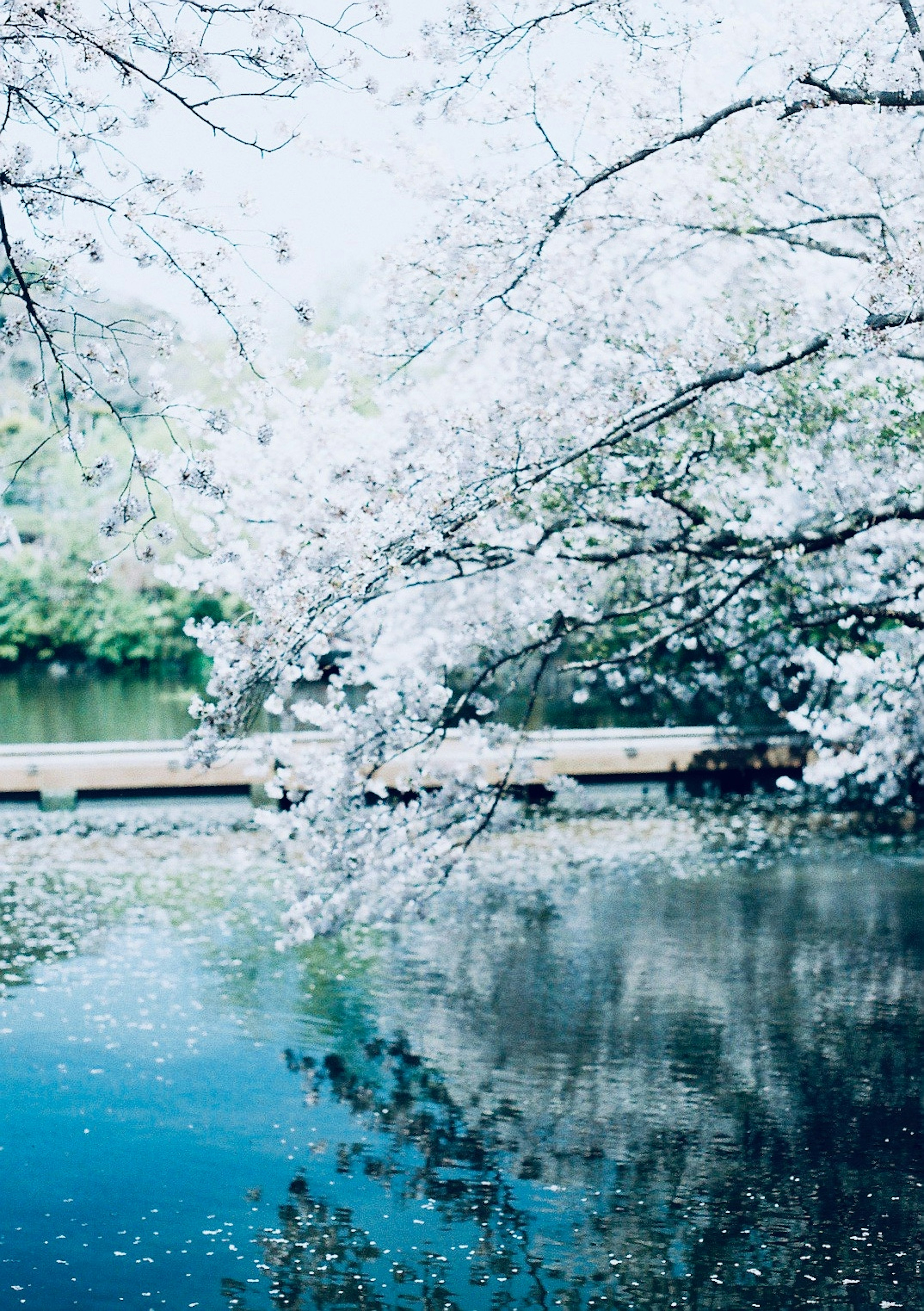 Schöne Seesicht mit blühenden Kirschblüten