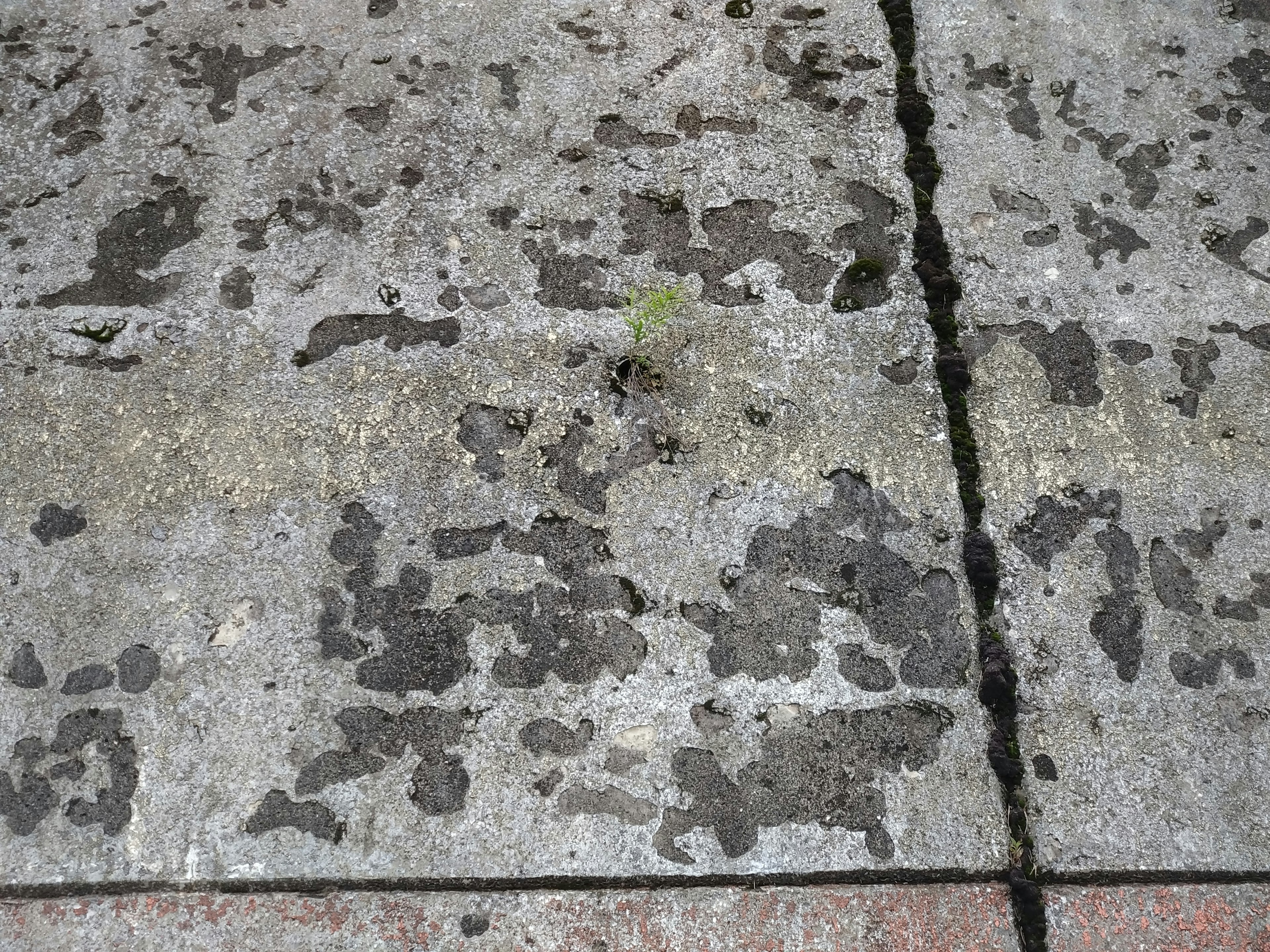 Concrete ground surface with visible moss and stains