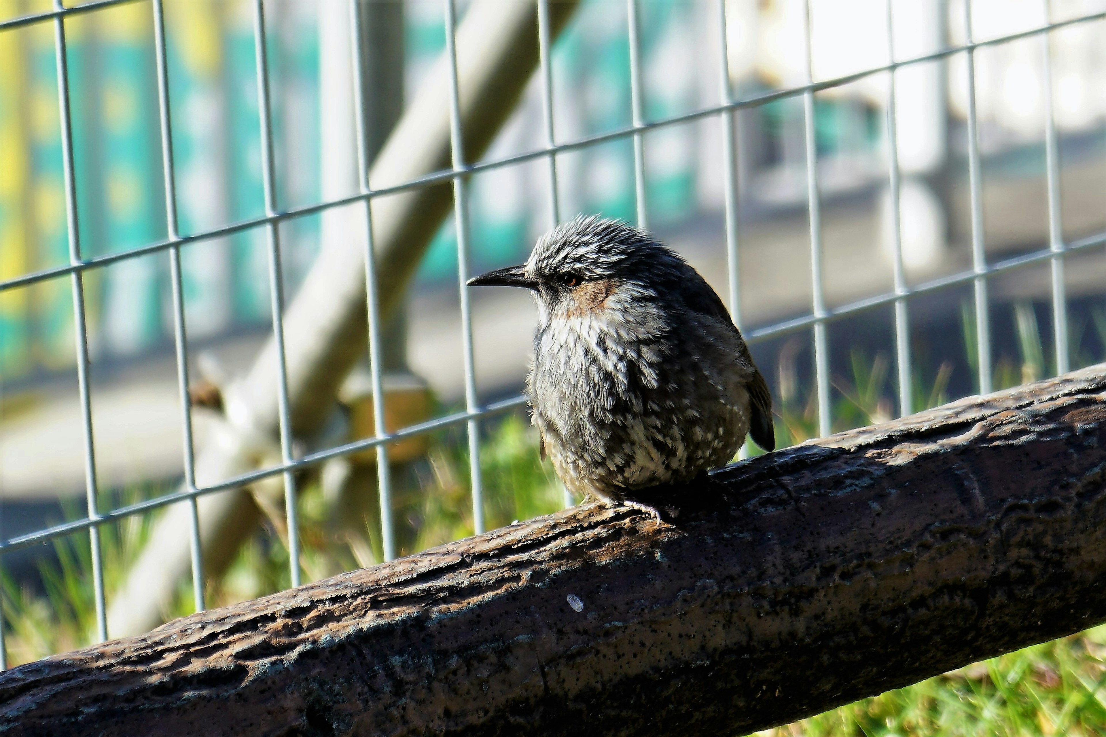 Seekor burung kecil bertengger di cabang Burung memiliki bulu abu-abu bercorak Sebuah pagar terlihat di latar belakang