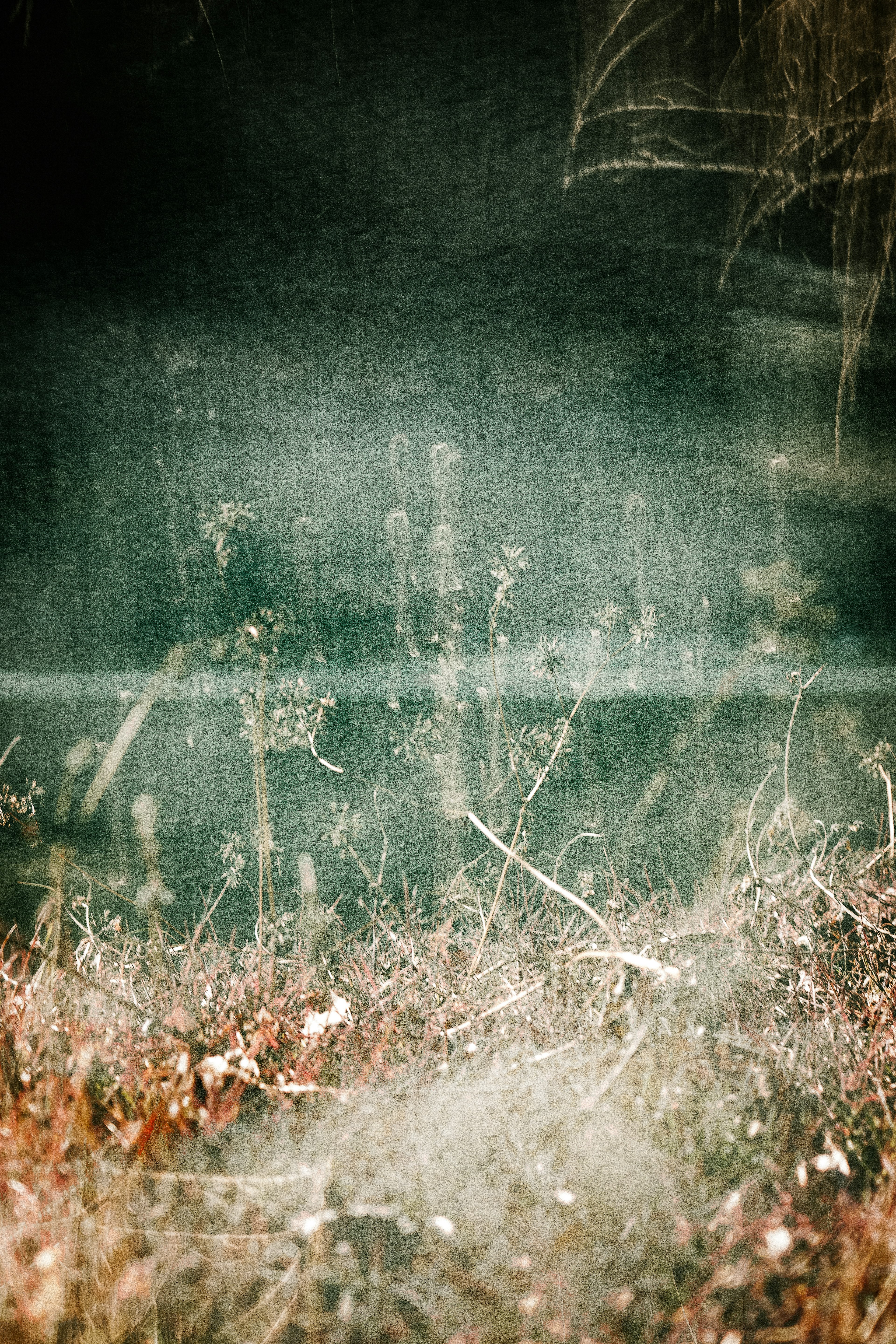 Misty landscape with blurred grass and plants