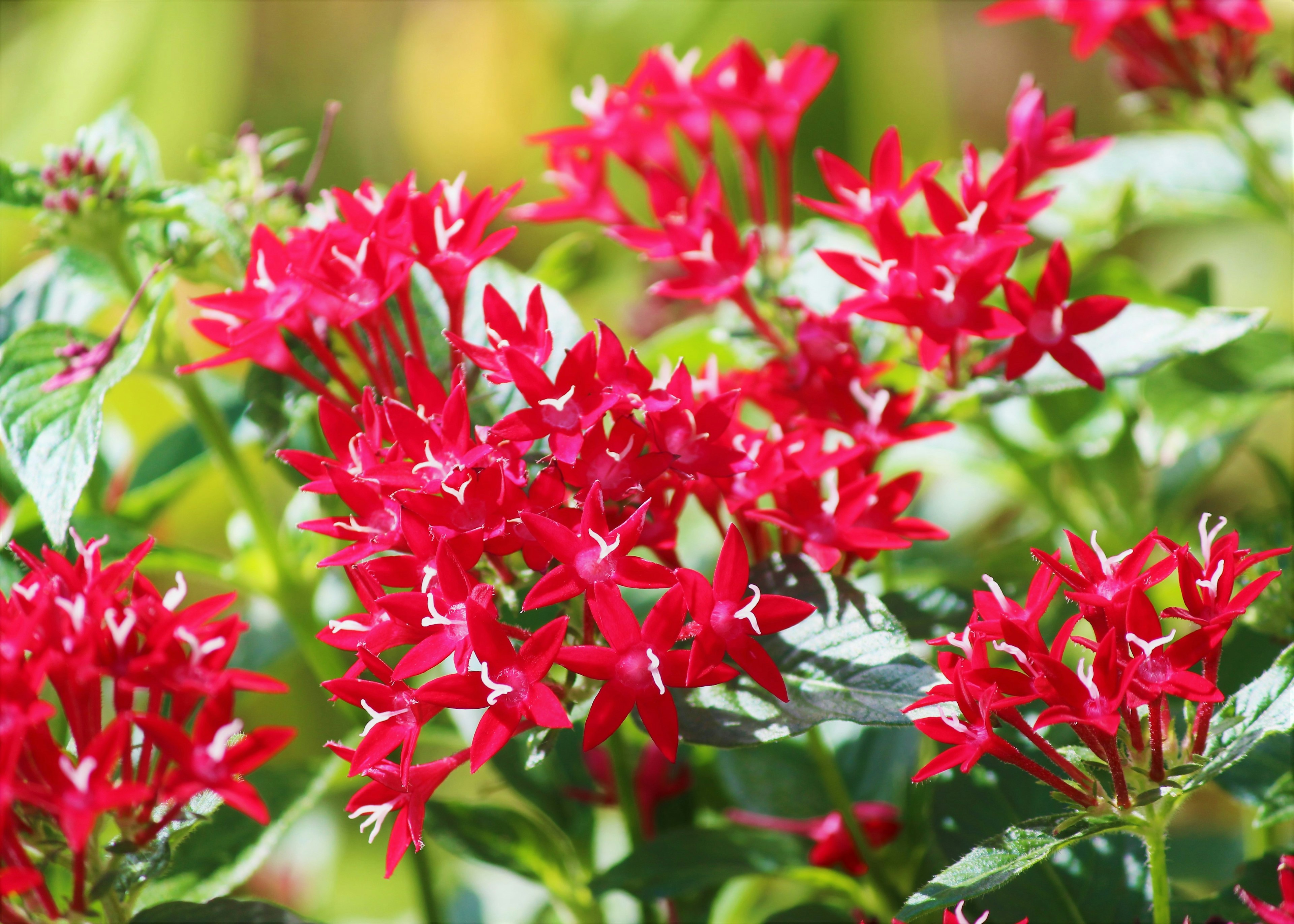 Primer plano de flores rojas vibrantes en plena floración