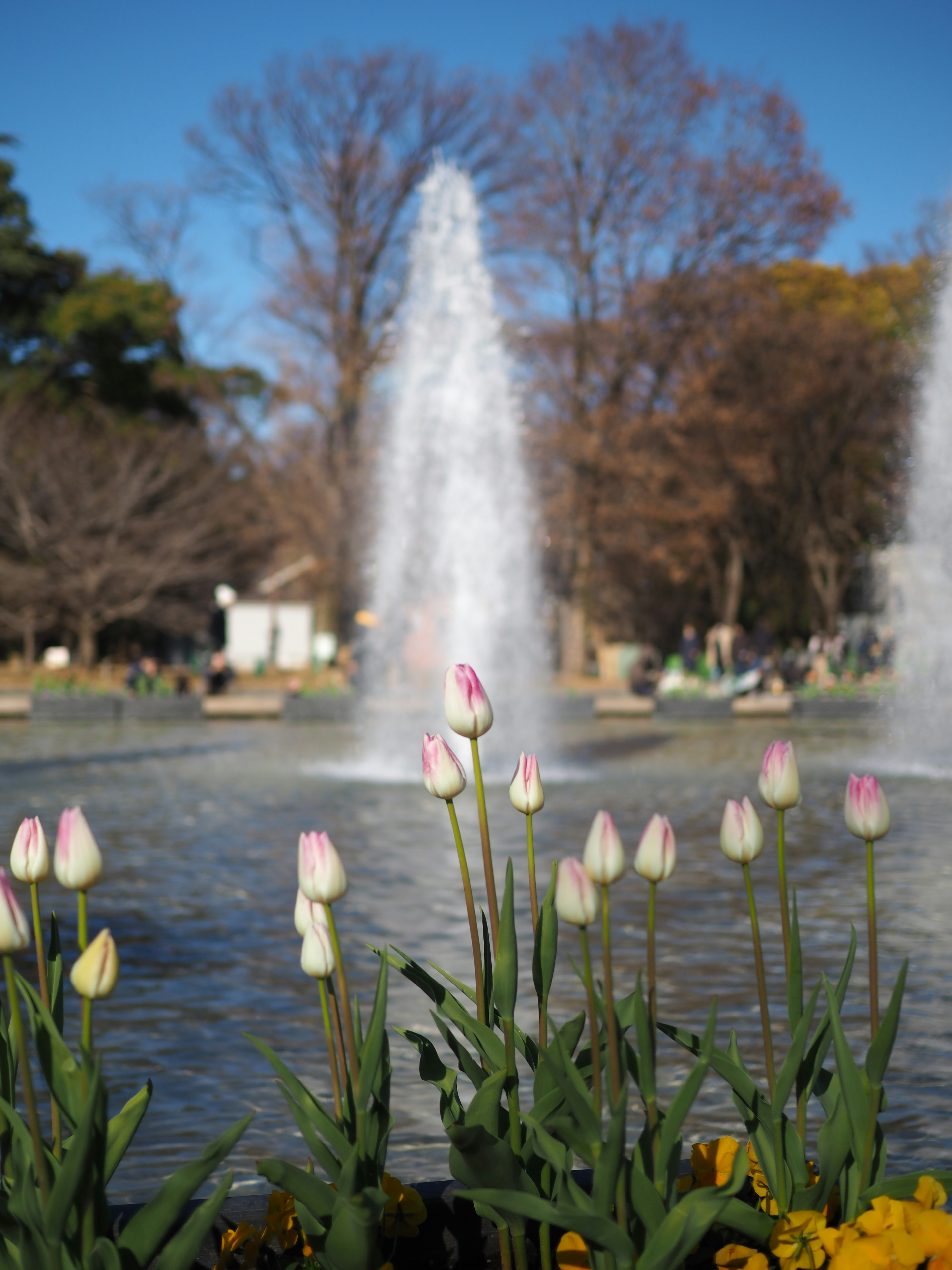 Scène de parc avec des tulipes blanches et roses devant une fontaine