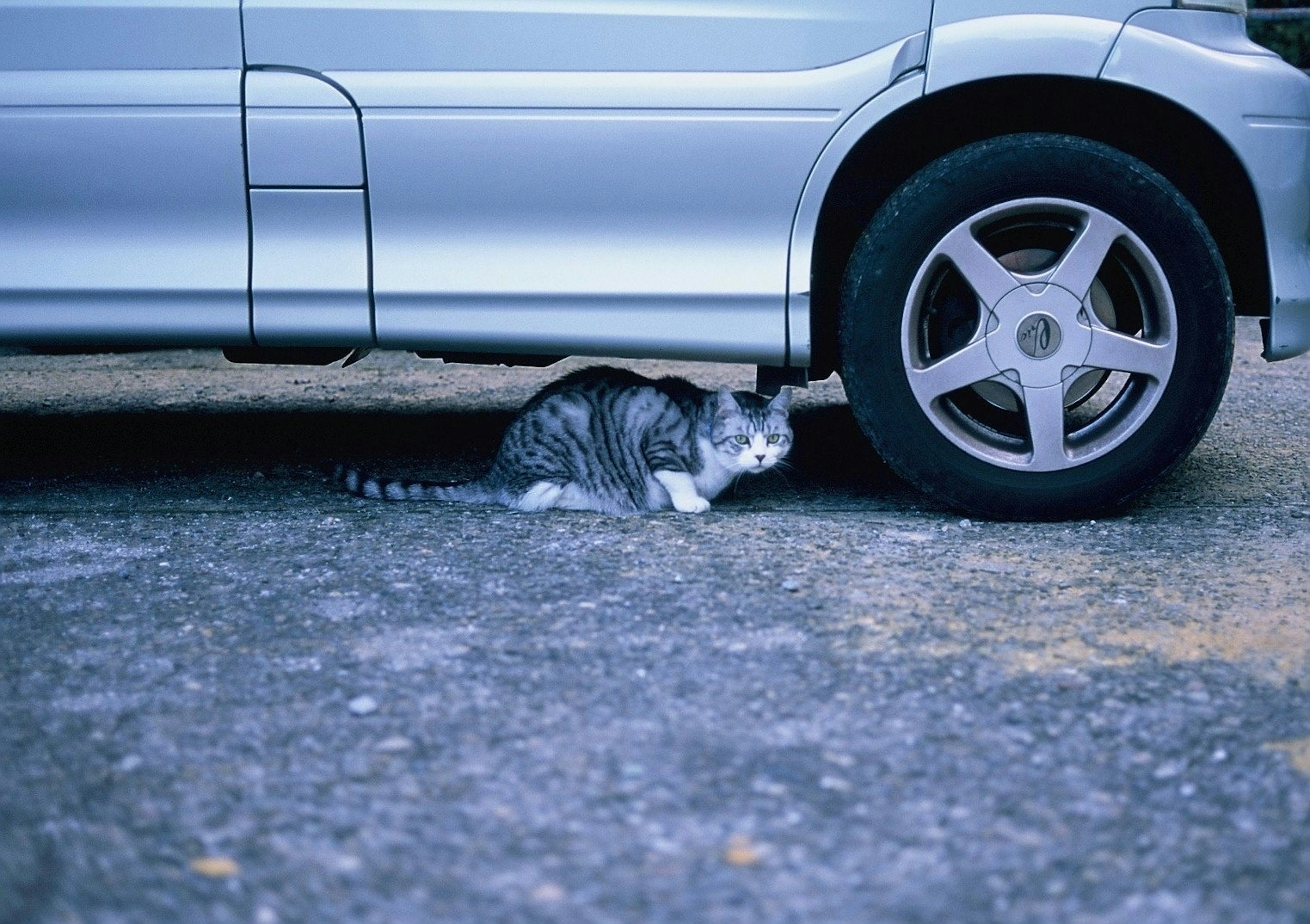 銀色の車の下にいる灰色の猫