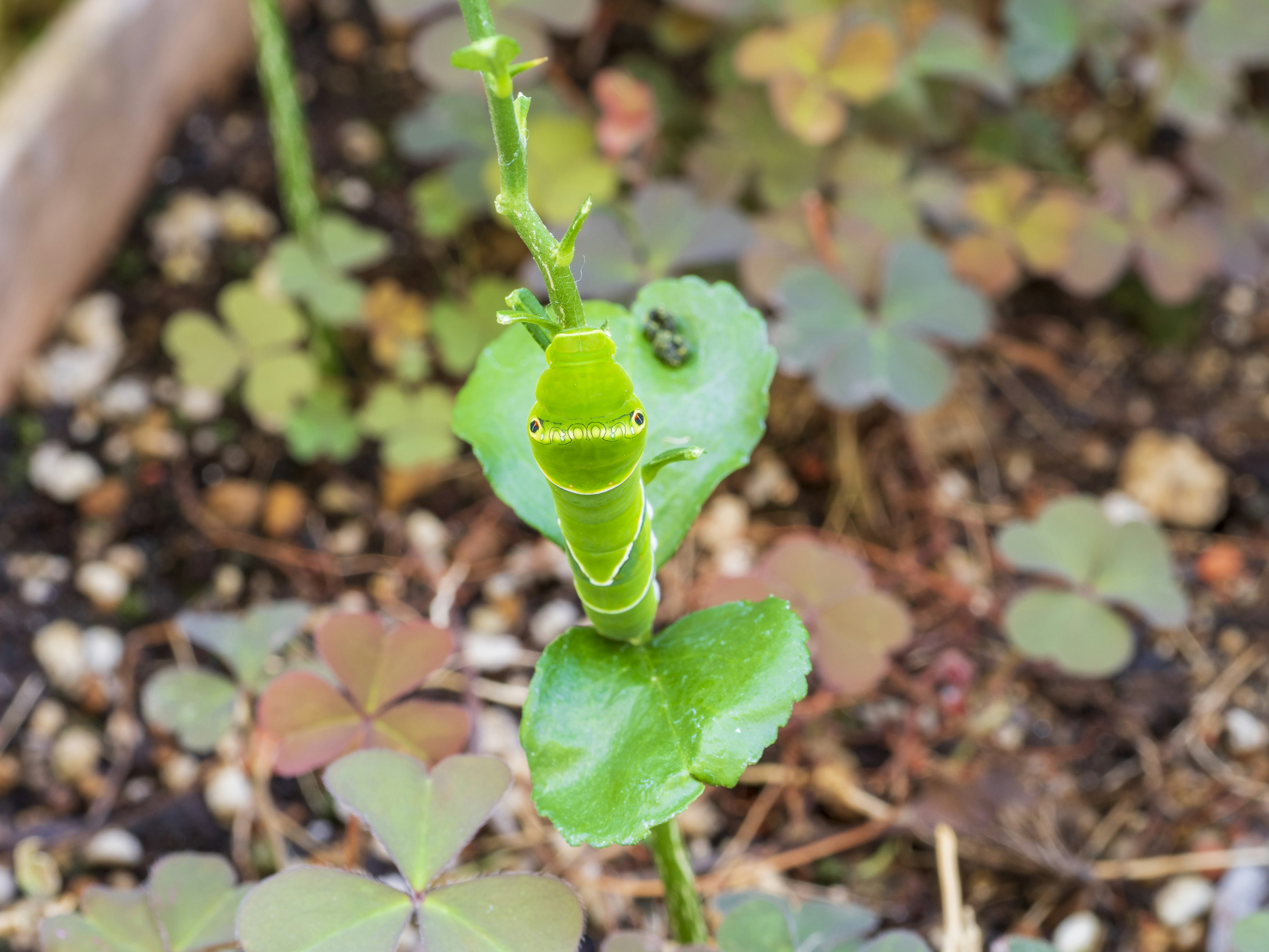 Imagen de un brote de planta con hojas verdes distintivas