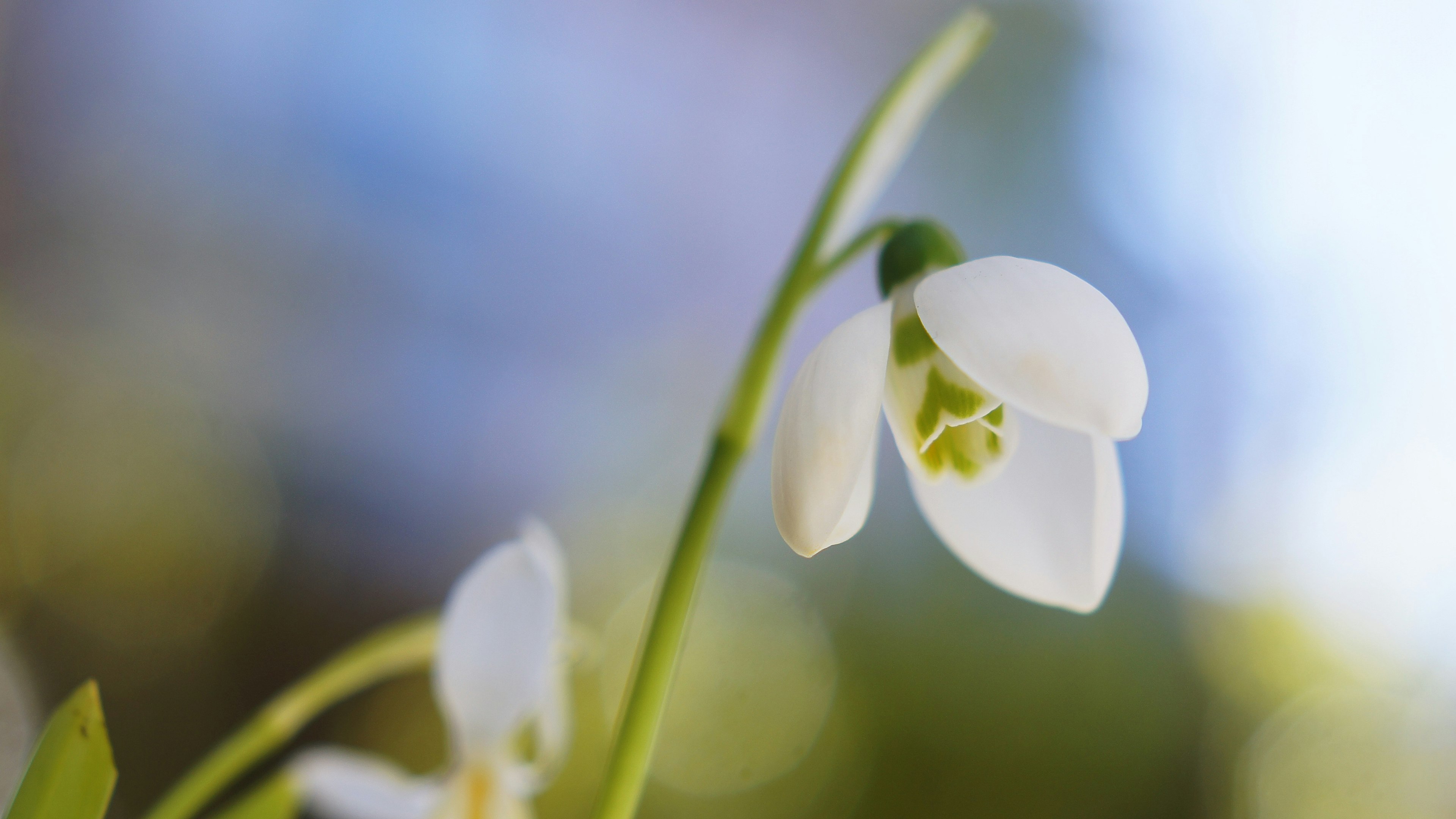 白いスノードロップの花が背景のぼかしとともに美しく咲いている