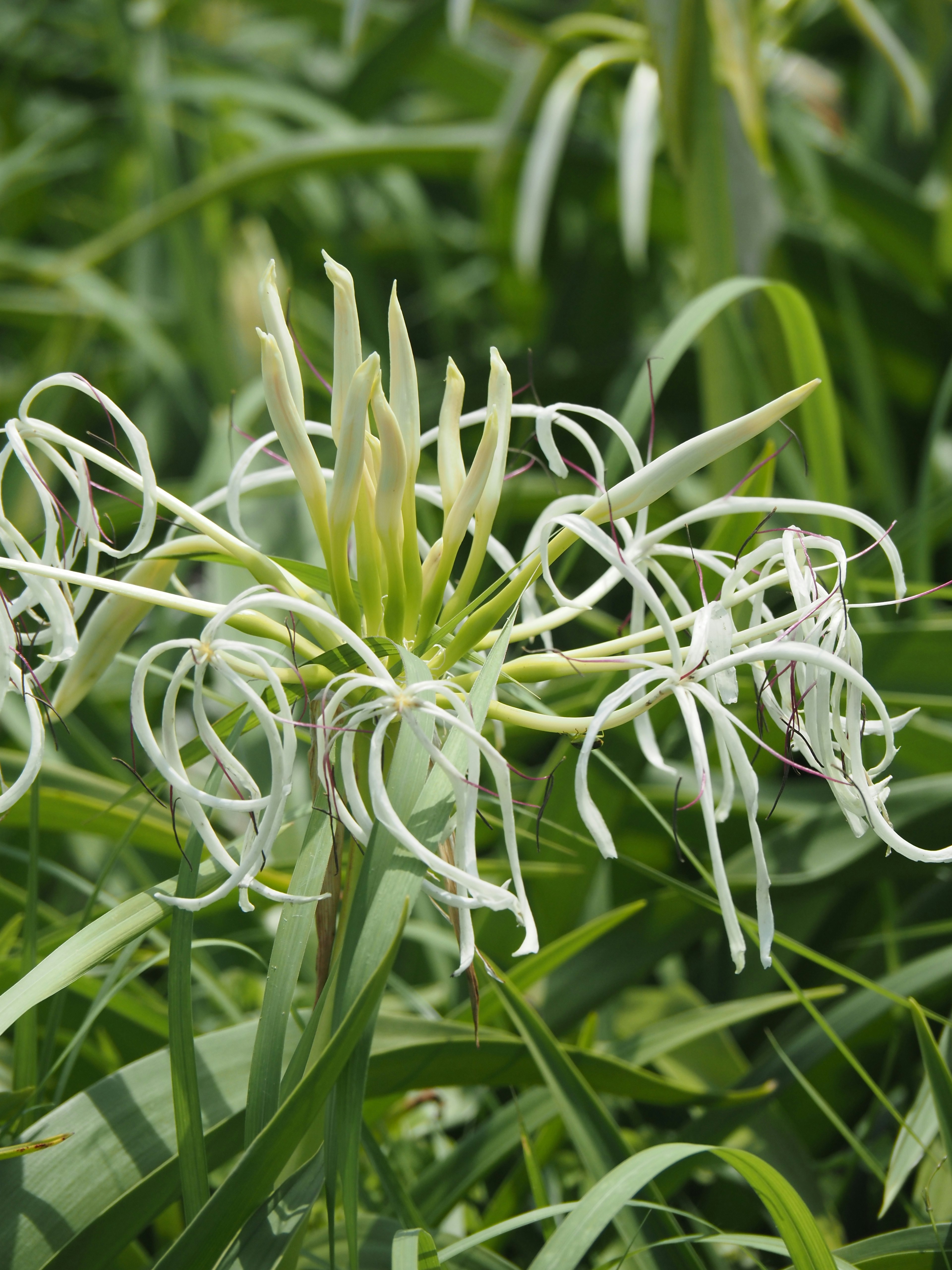 Grupo de flores blancas floreciendo entre la hierba verde