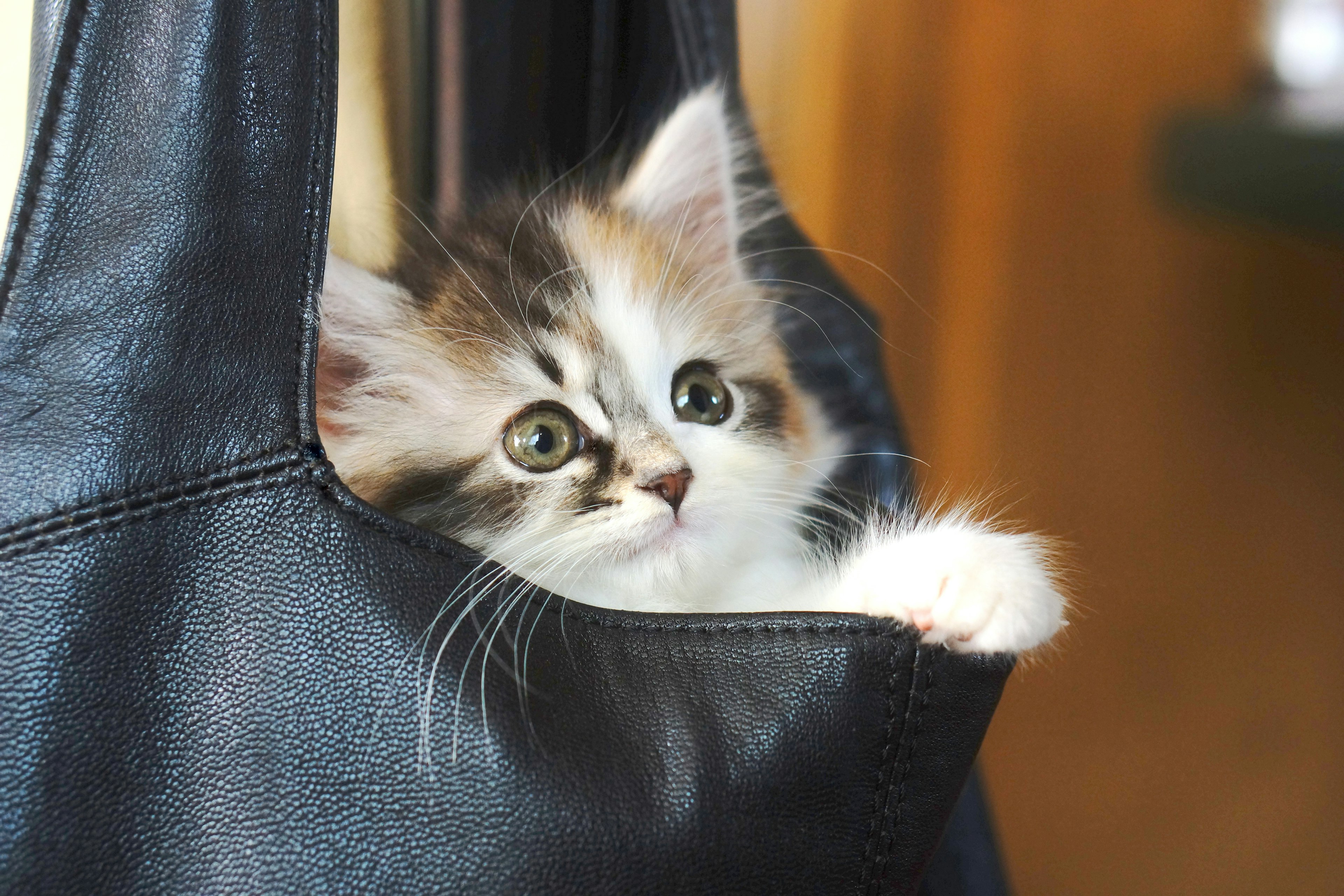 Kätzchen, das aus einer schwarzen Tasche schaut