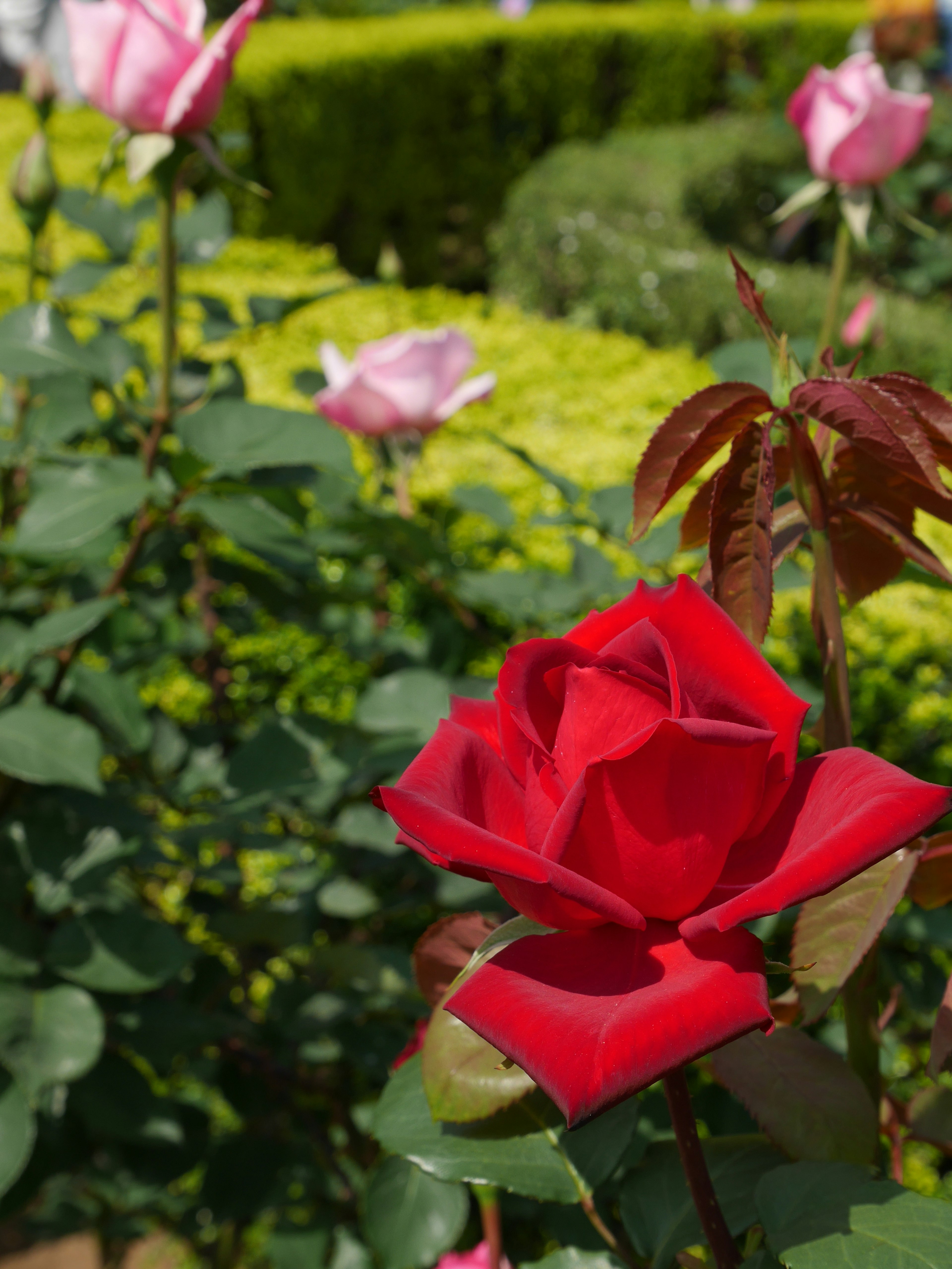 กุหลาบแดงในโฟกัสพร้อมกุหลาบสีชมพูในพื้นหลัง