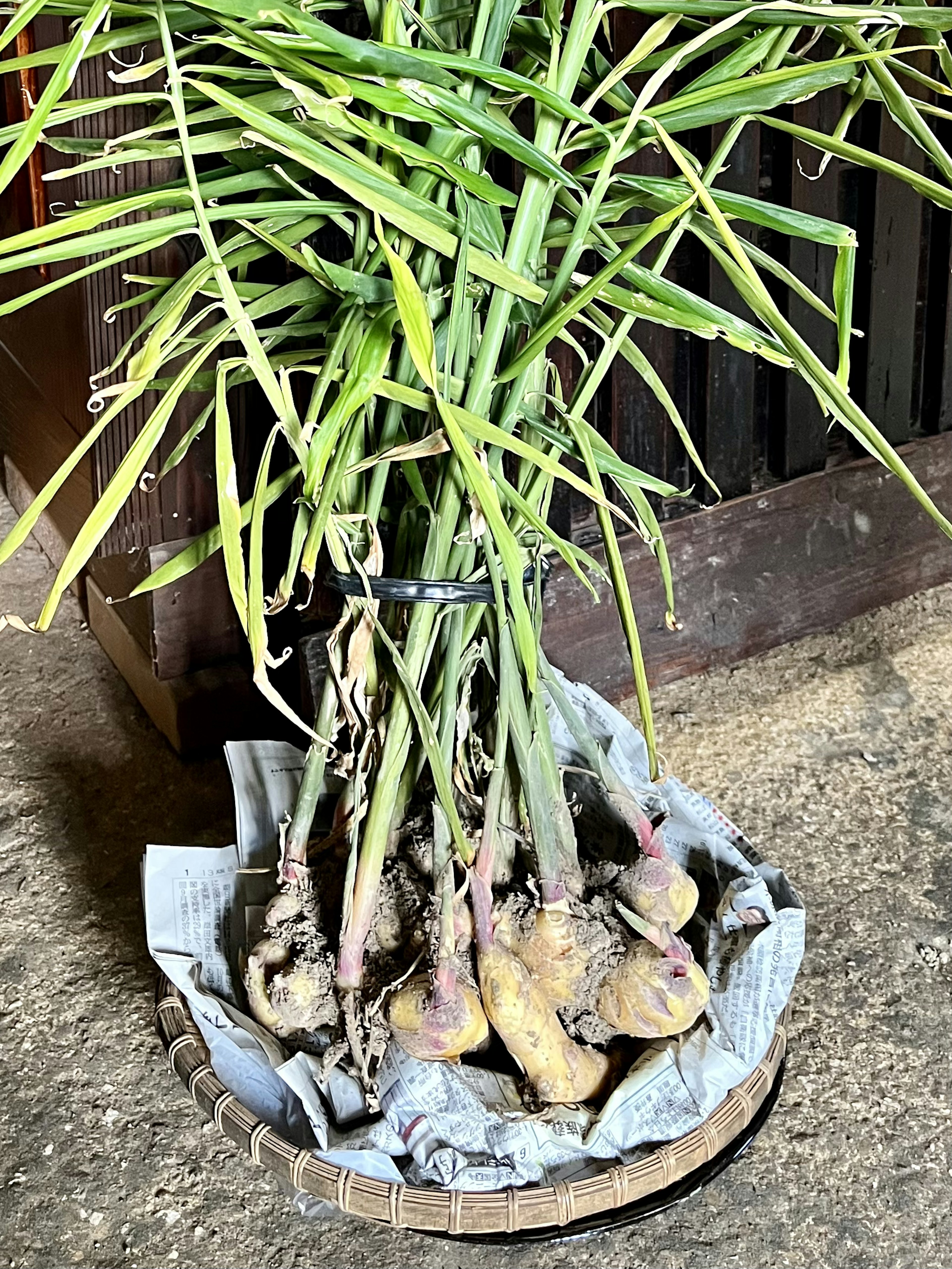 生姜の根茎と緑の葉を持つ植物の画像