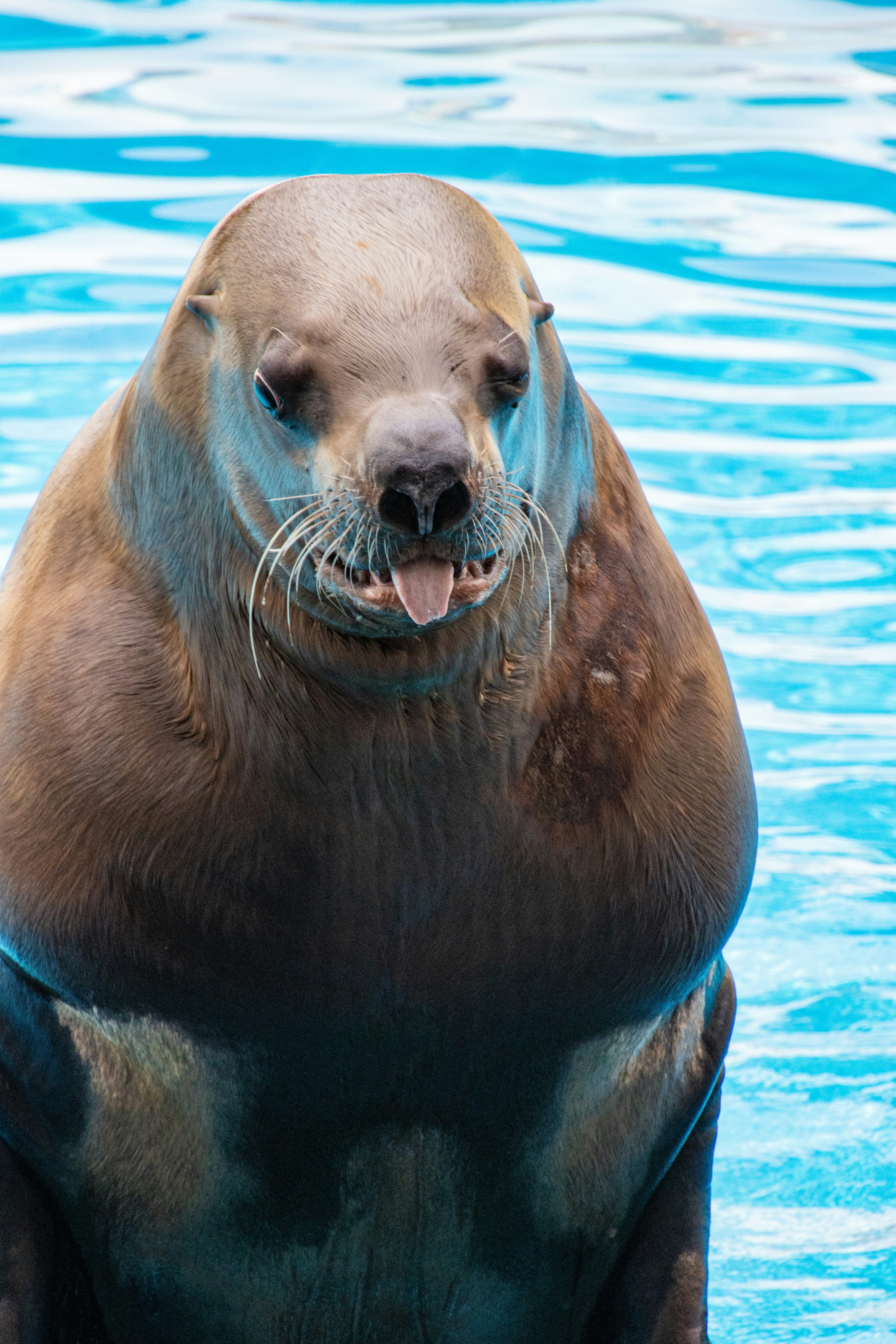 Photo en gros plan d'un lion de mer regardant la surface