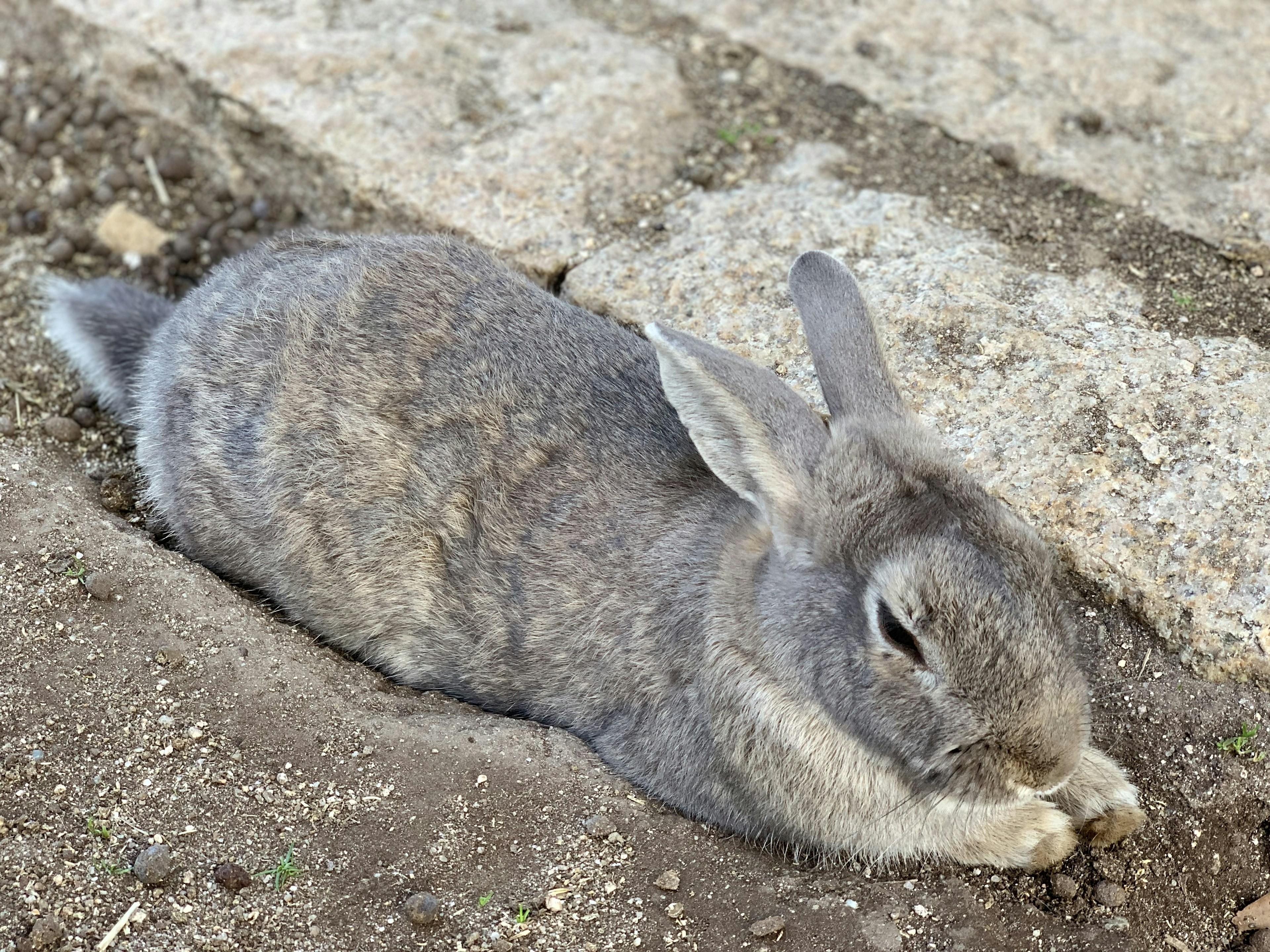 Grauer Hase liegt auf dem Boden