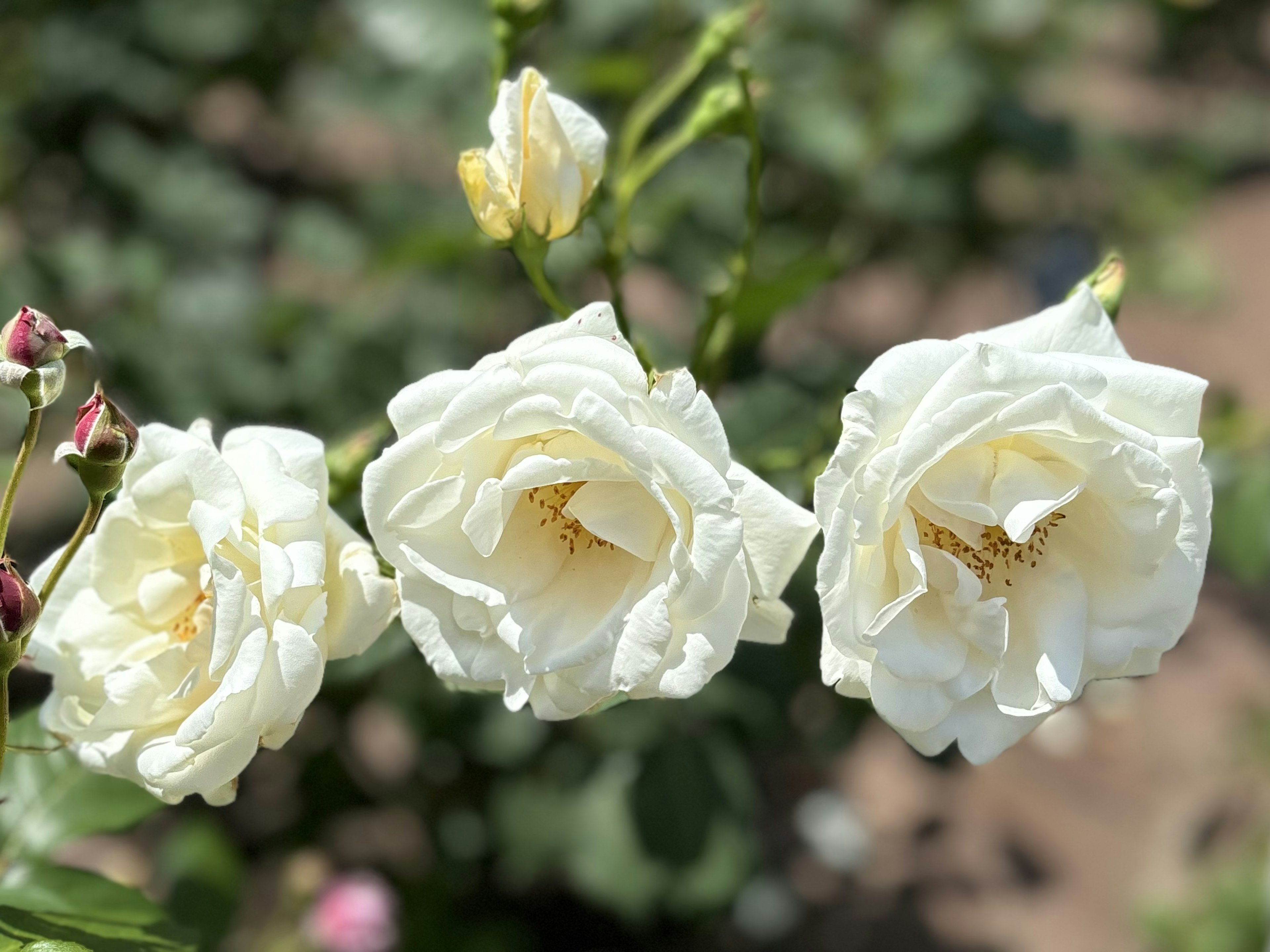 白いバラの花が三つ並んでいる