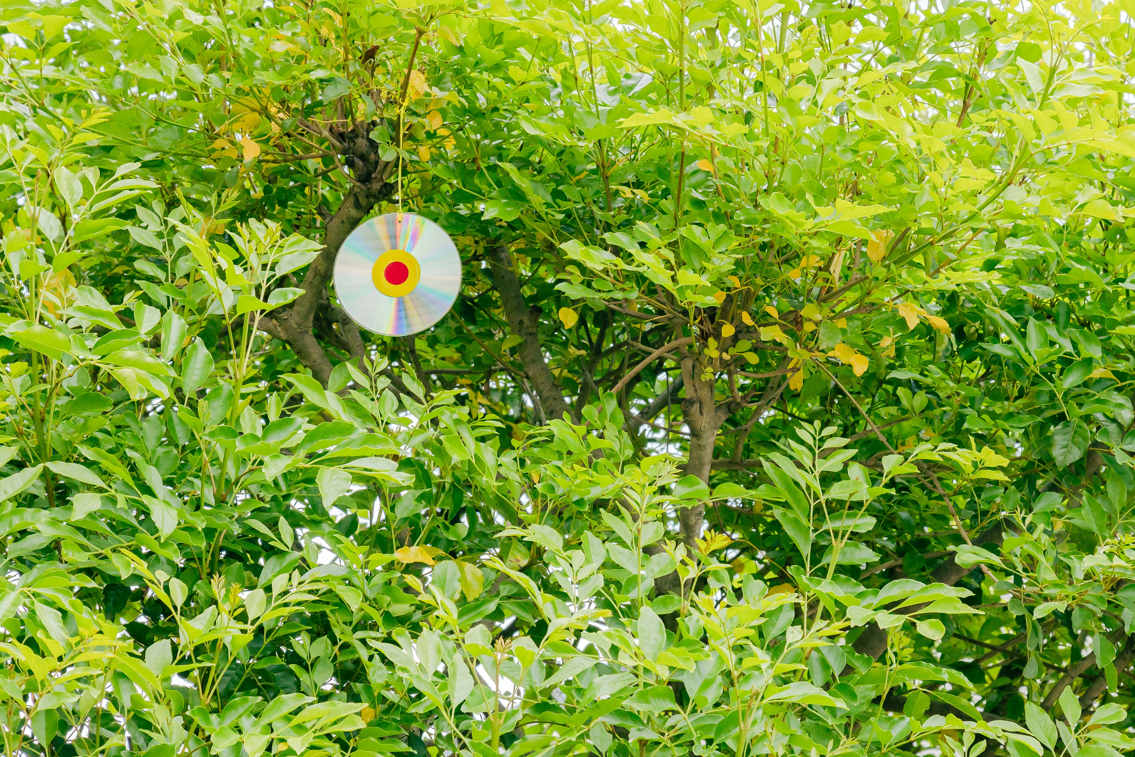 Un CD colgado de un árbol rodeado de hojas verdes