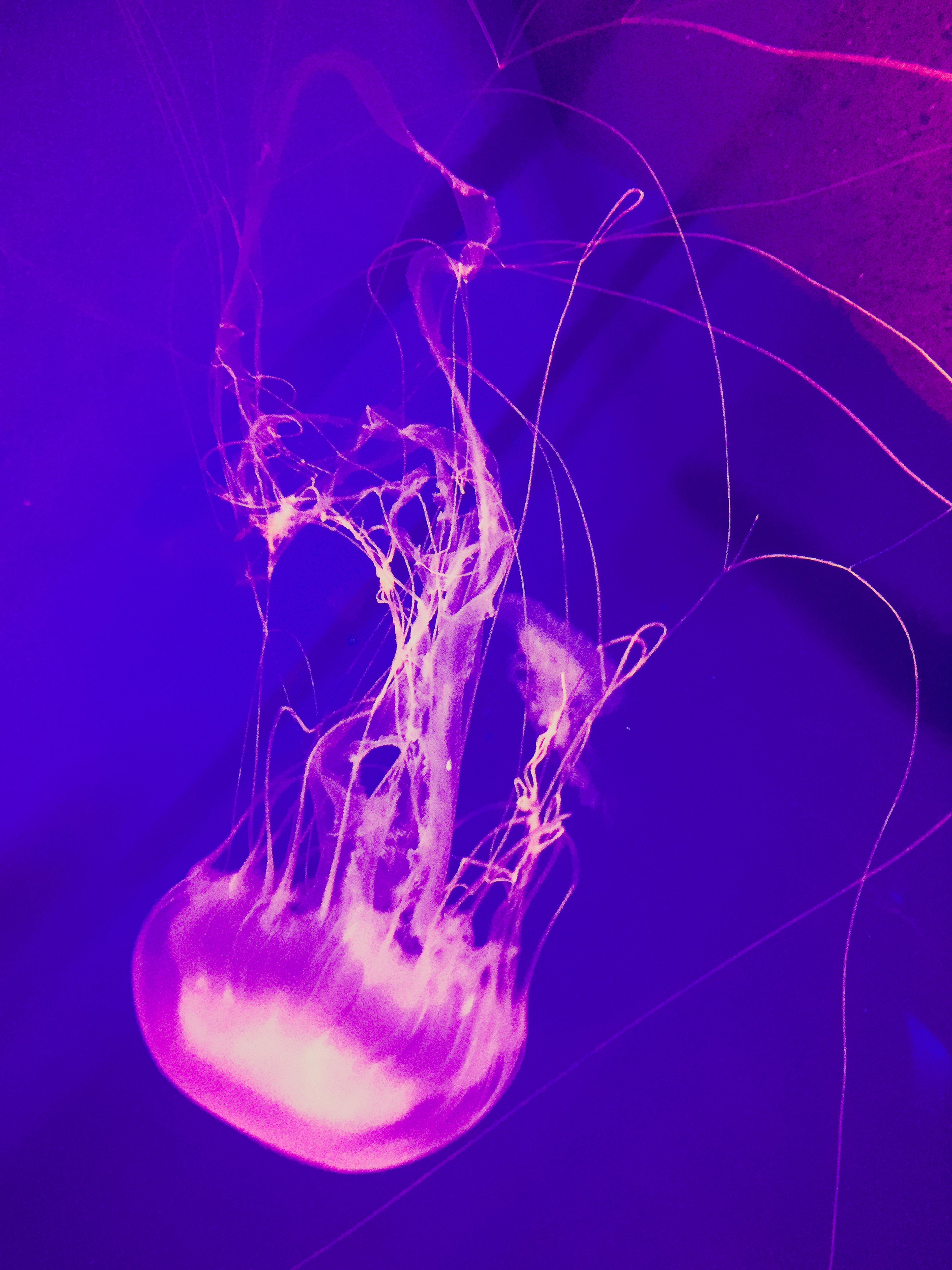 Jellyfish floating against a purple background