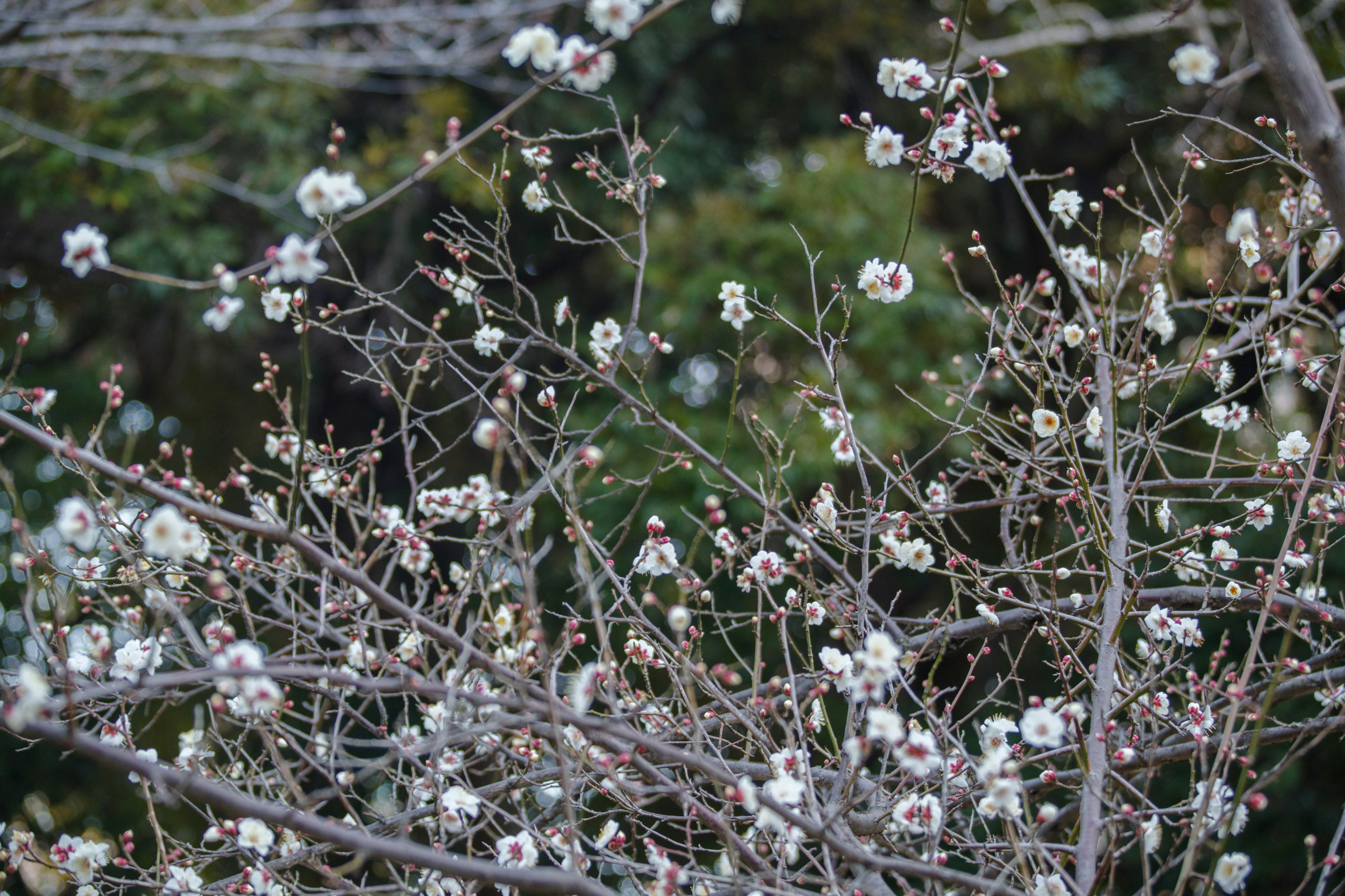 Rami di un albero con fiori bianchi su sfondo verde