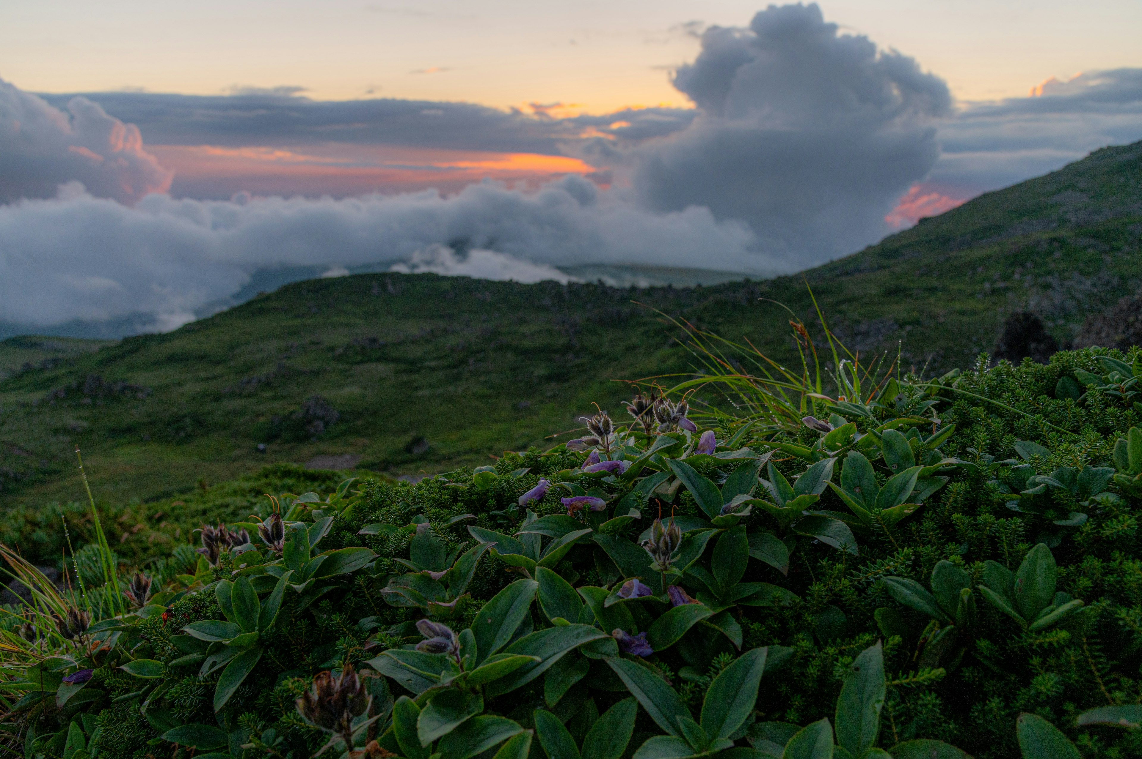 美しい夕焼けの中で緑の草原と雲が広がる風景