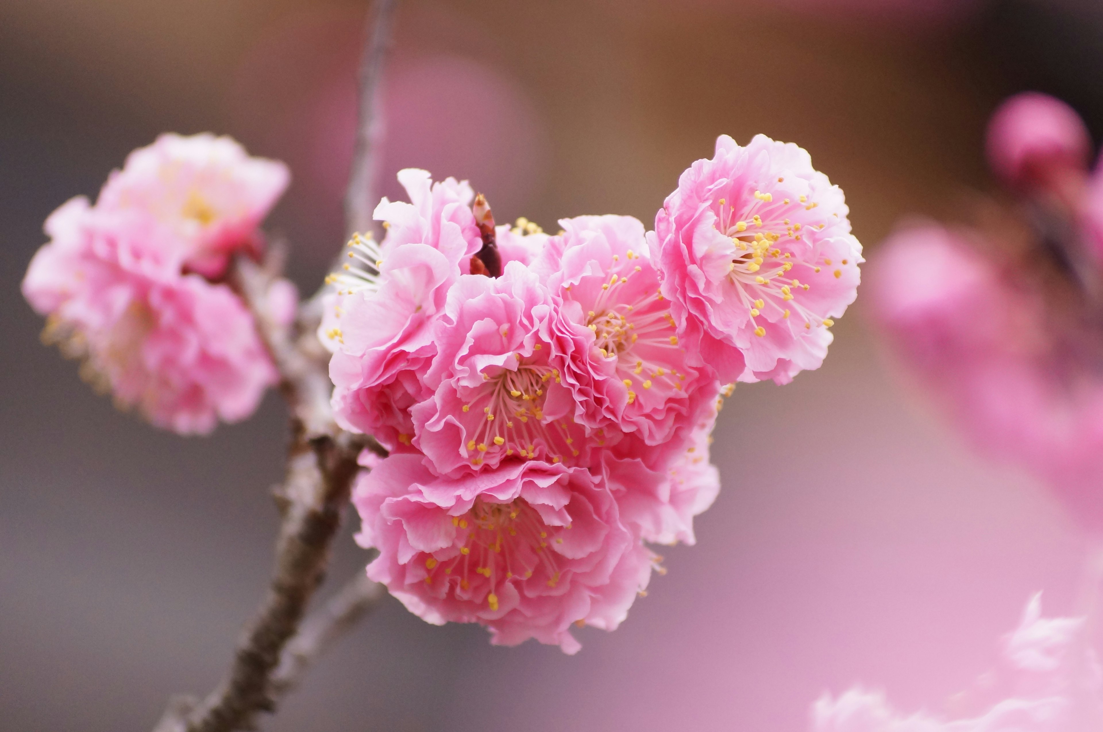 Nahaufnahme von rosa blühenden Blumen an einem Zweig