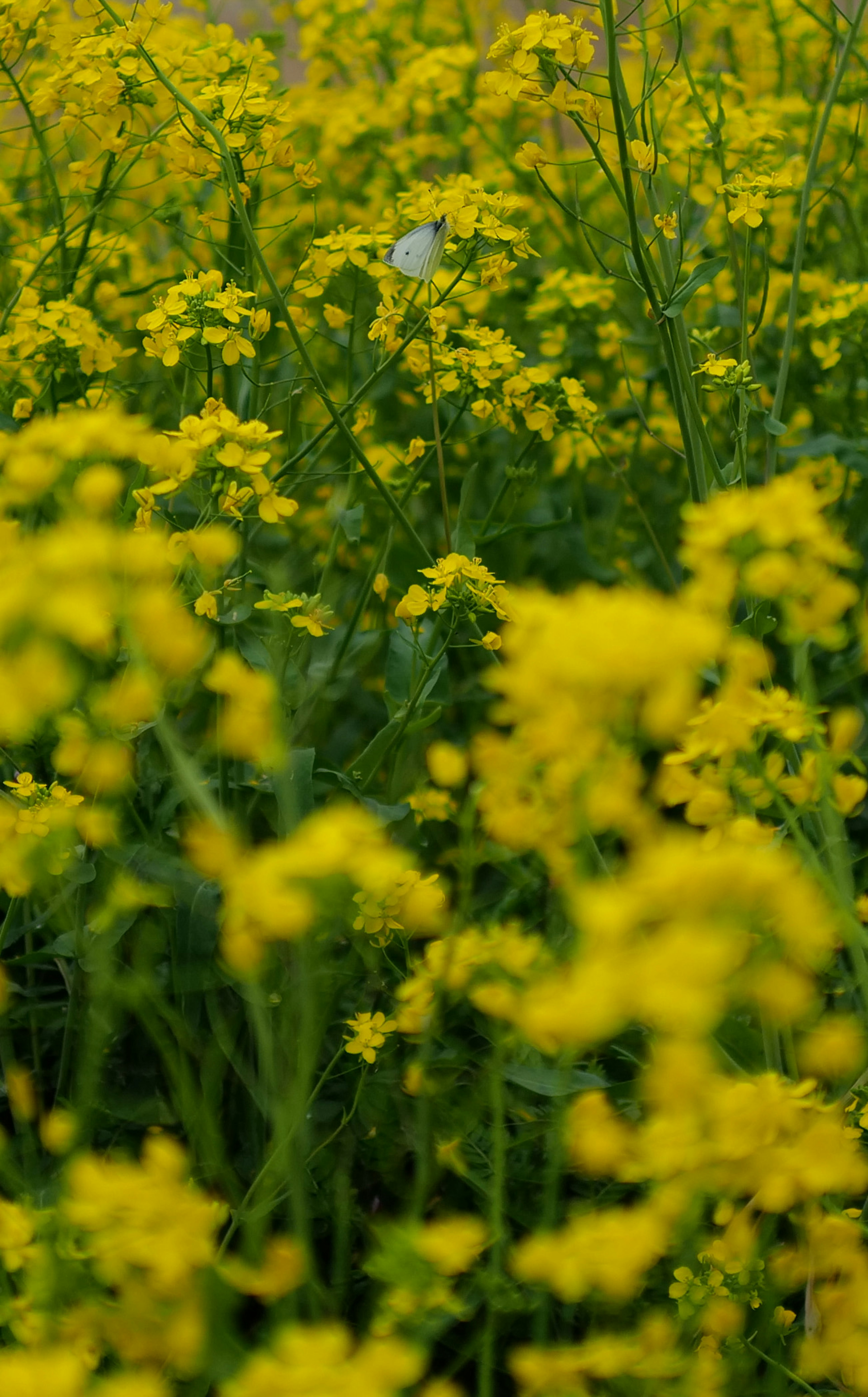 Field of bright yellow flowers with a white butterfly