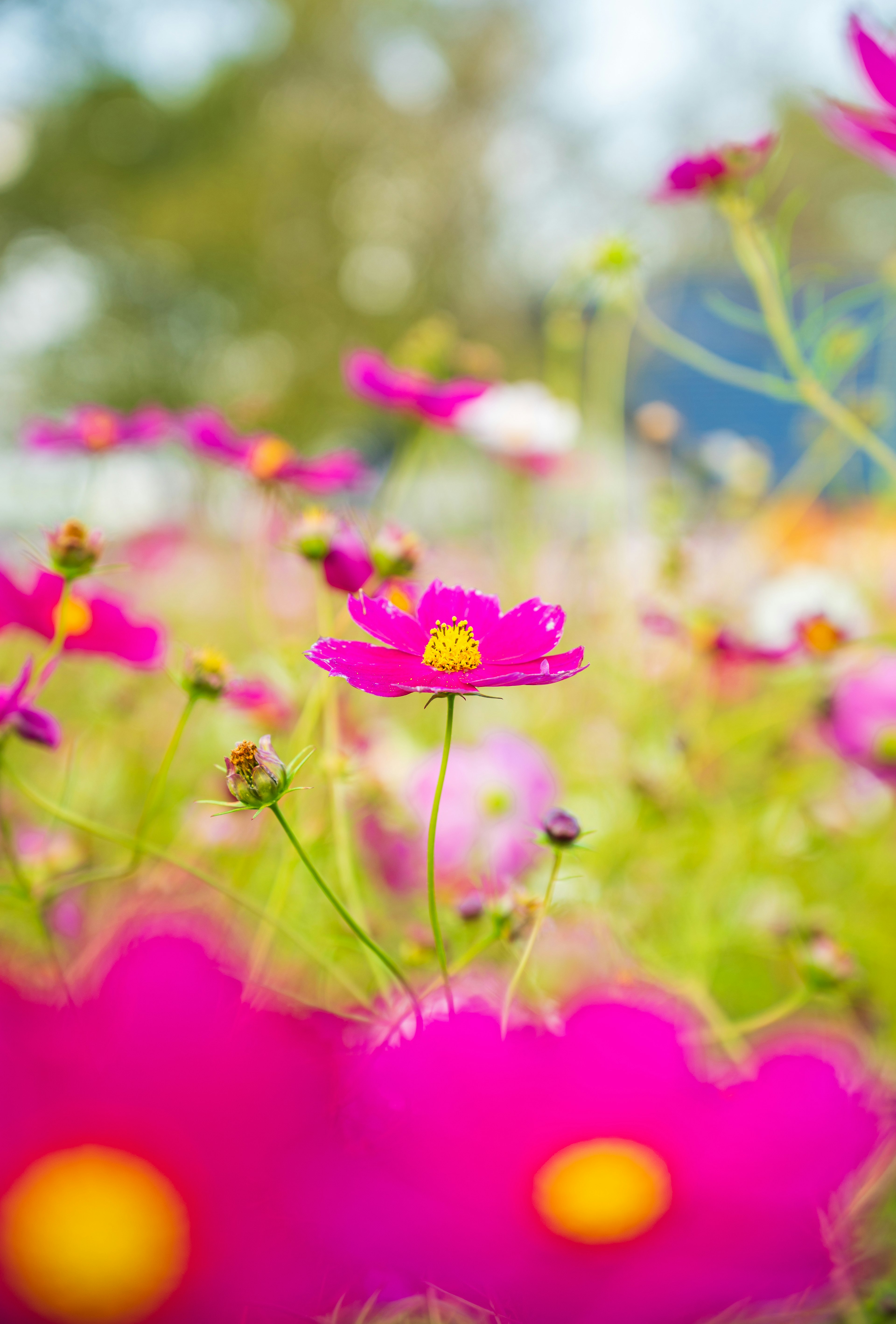 色とりどりの花々が咲く風景の中で、鮮やかなピンクの花が際立っている