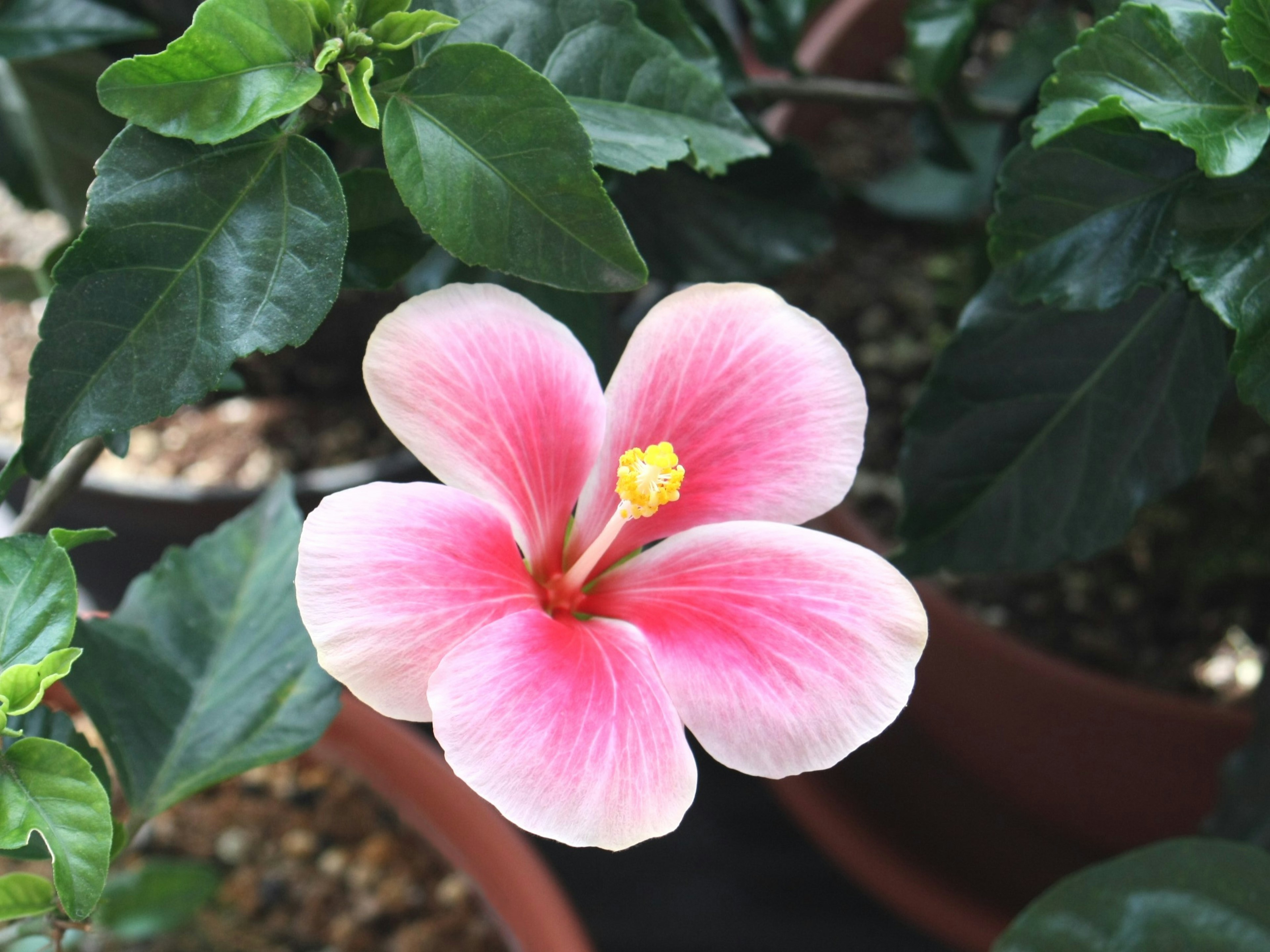 Sebuah bunga hibiscus merah muda mekar di antara daun hijau