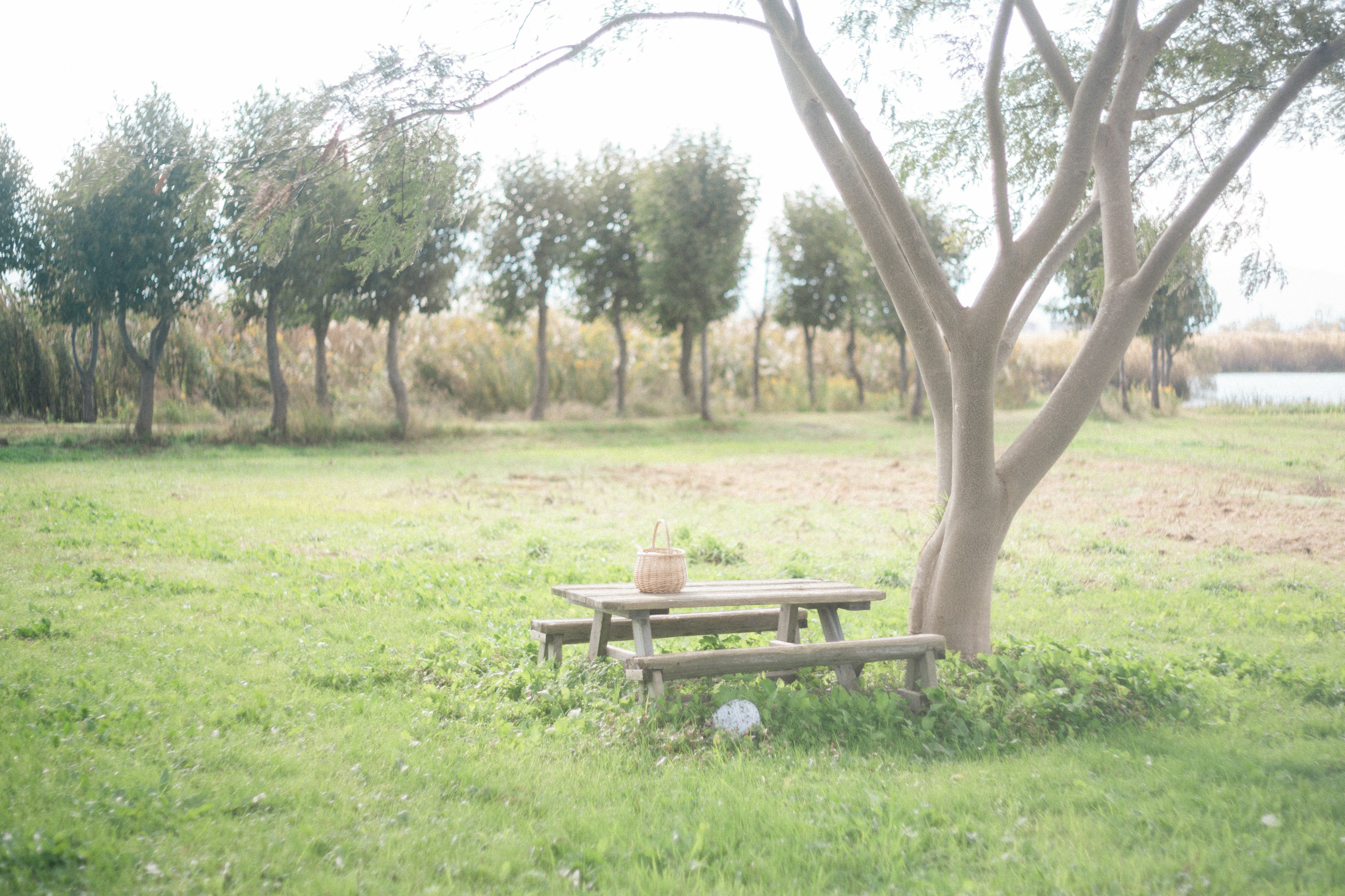 Wooden picnic table and benches on green grass surrounded by trees