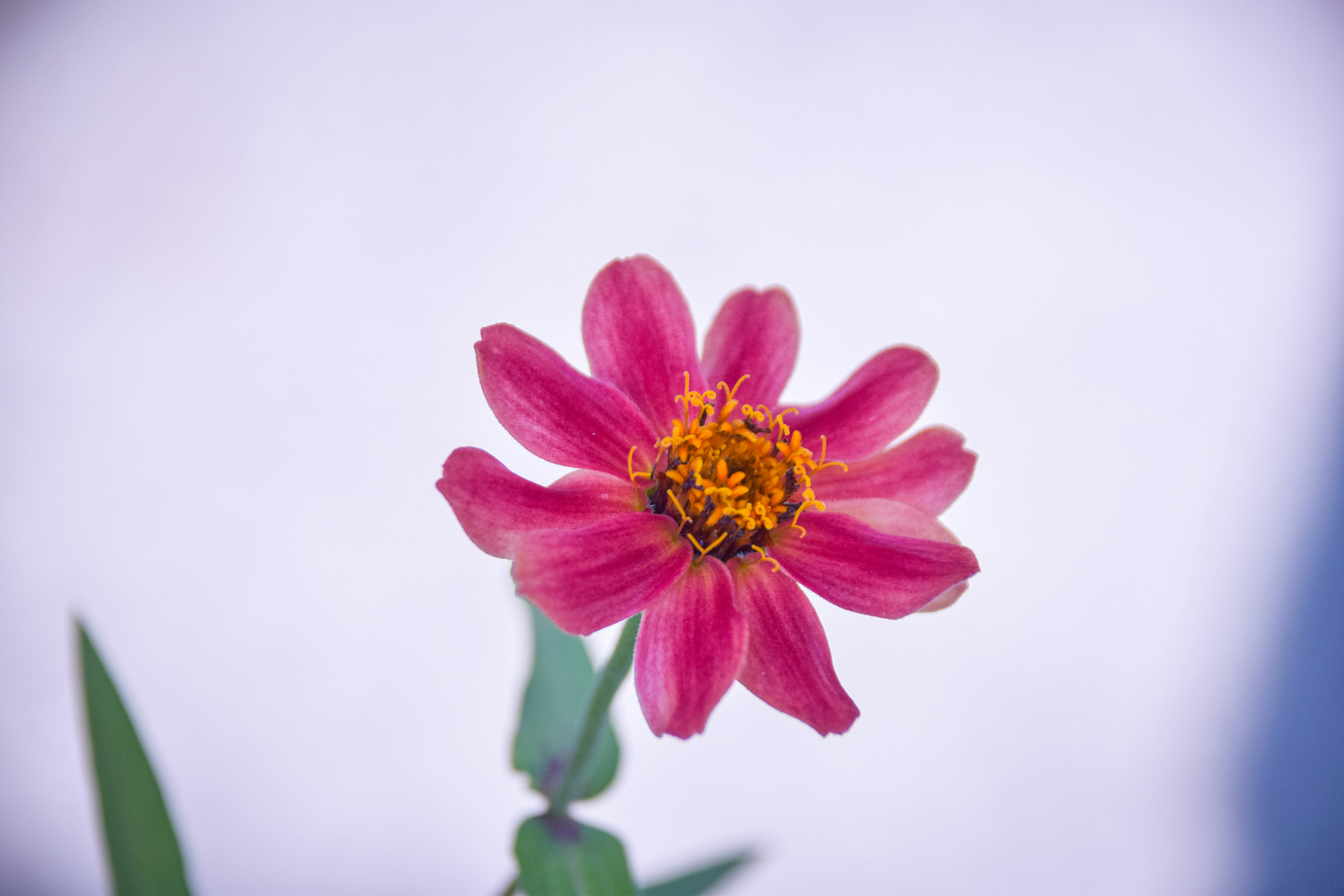 Une fleur rose vif au centre avec des feuilles vertes autour