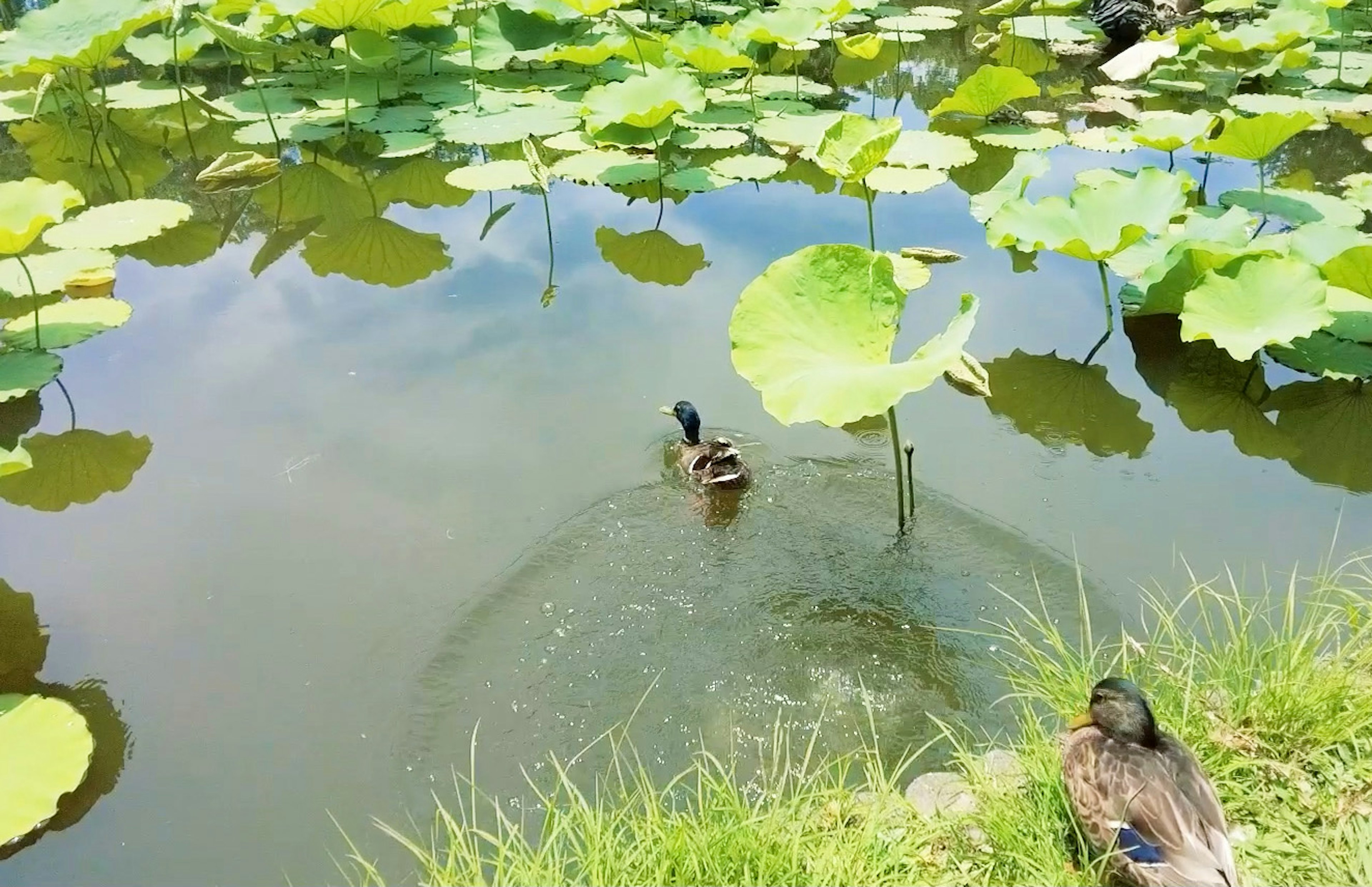 Eine Ente schwimmt in einem Teich, umgeben von großen Lotusblättern