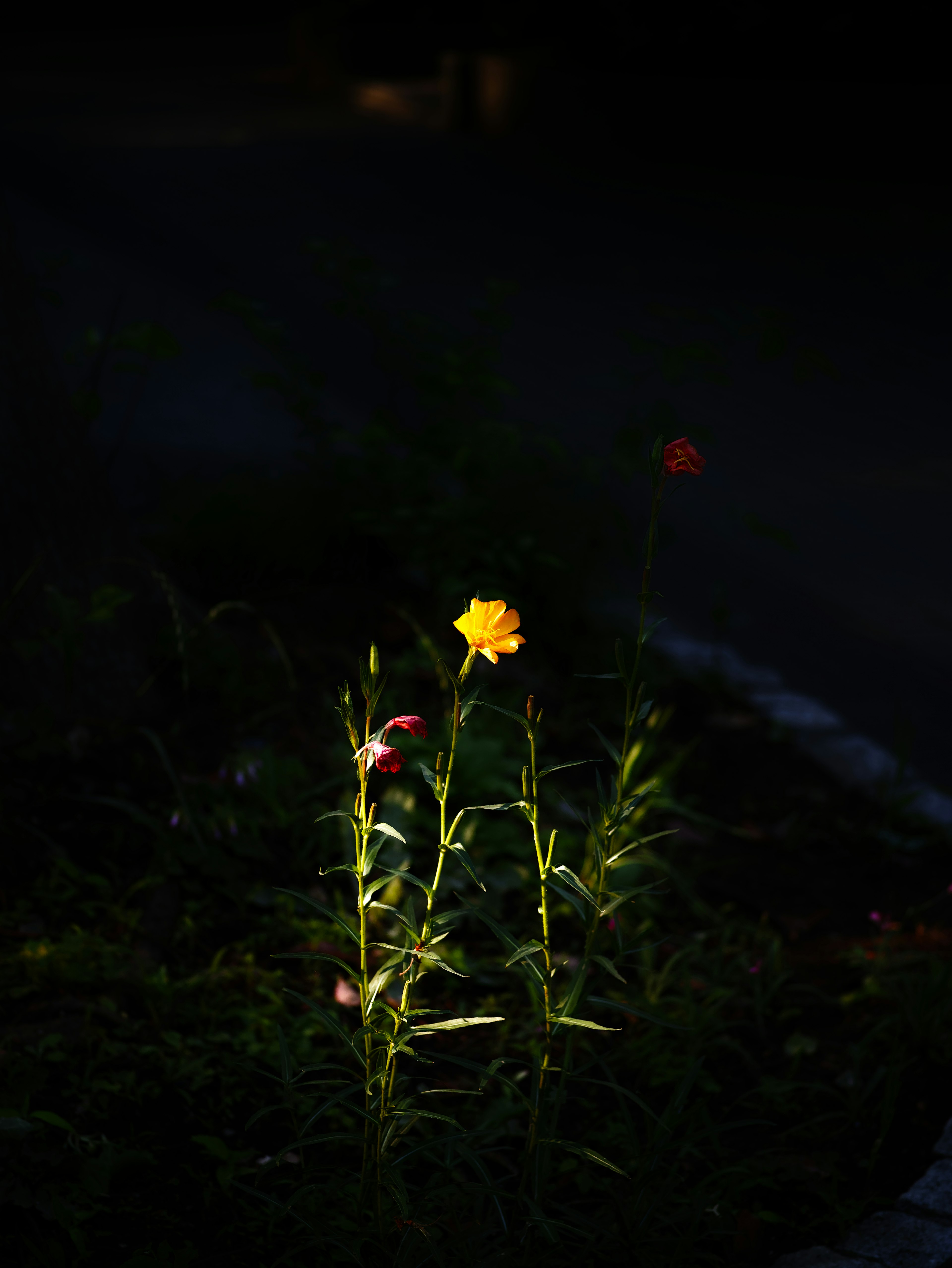 Flor amarilla iluminada contra un fondo oscuro con tallos verdes