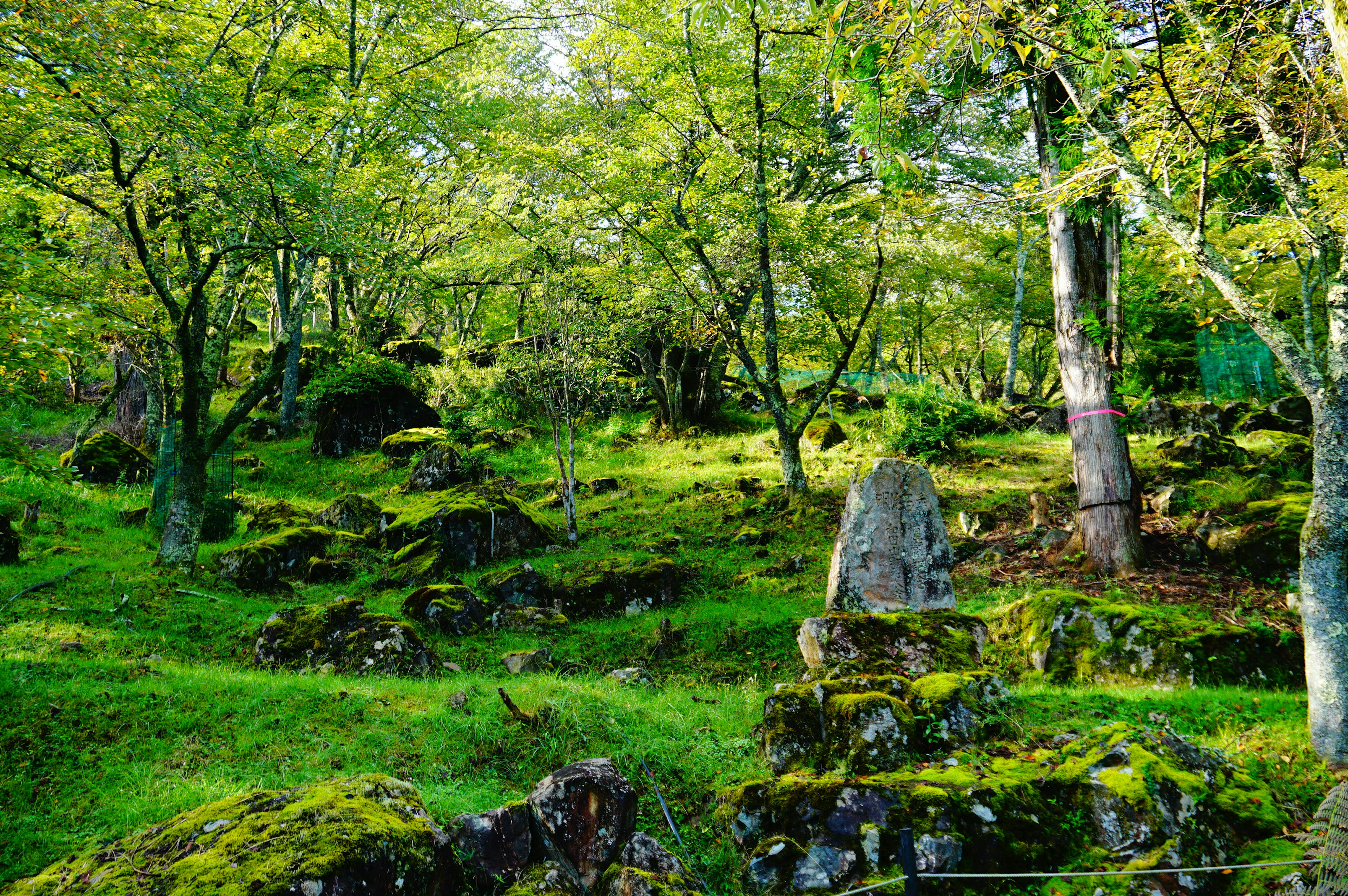 Paysage forestier luxuriant avec des rochers couverts de mousse et des arbres éparpillés dans un cadre tranquille