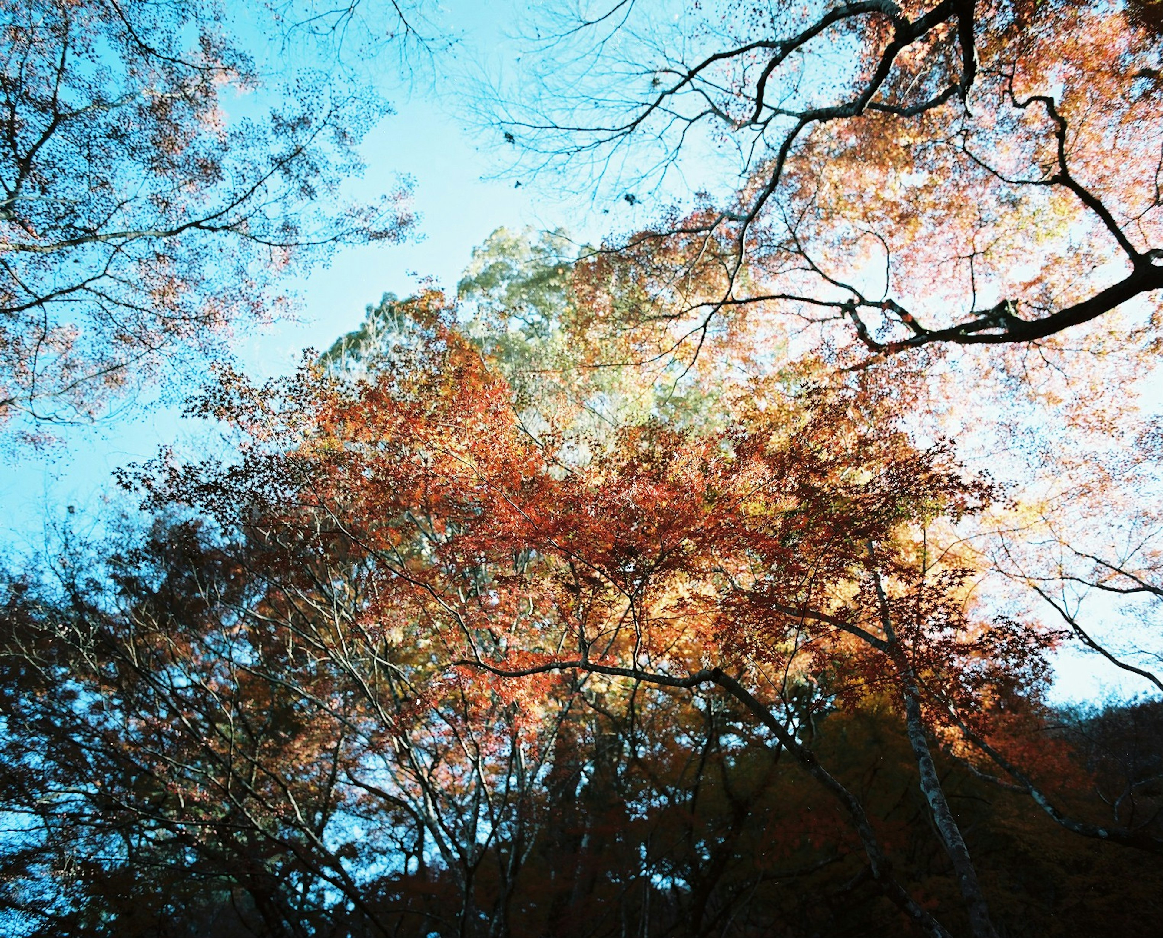 青空の下に広がる色とりどりの秋の葉