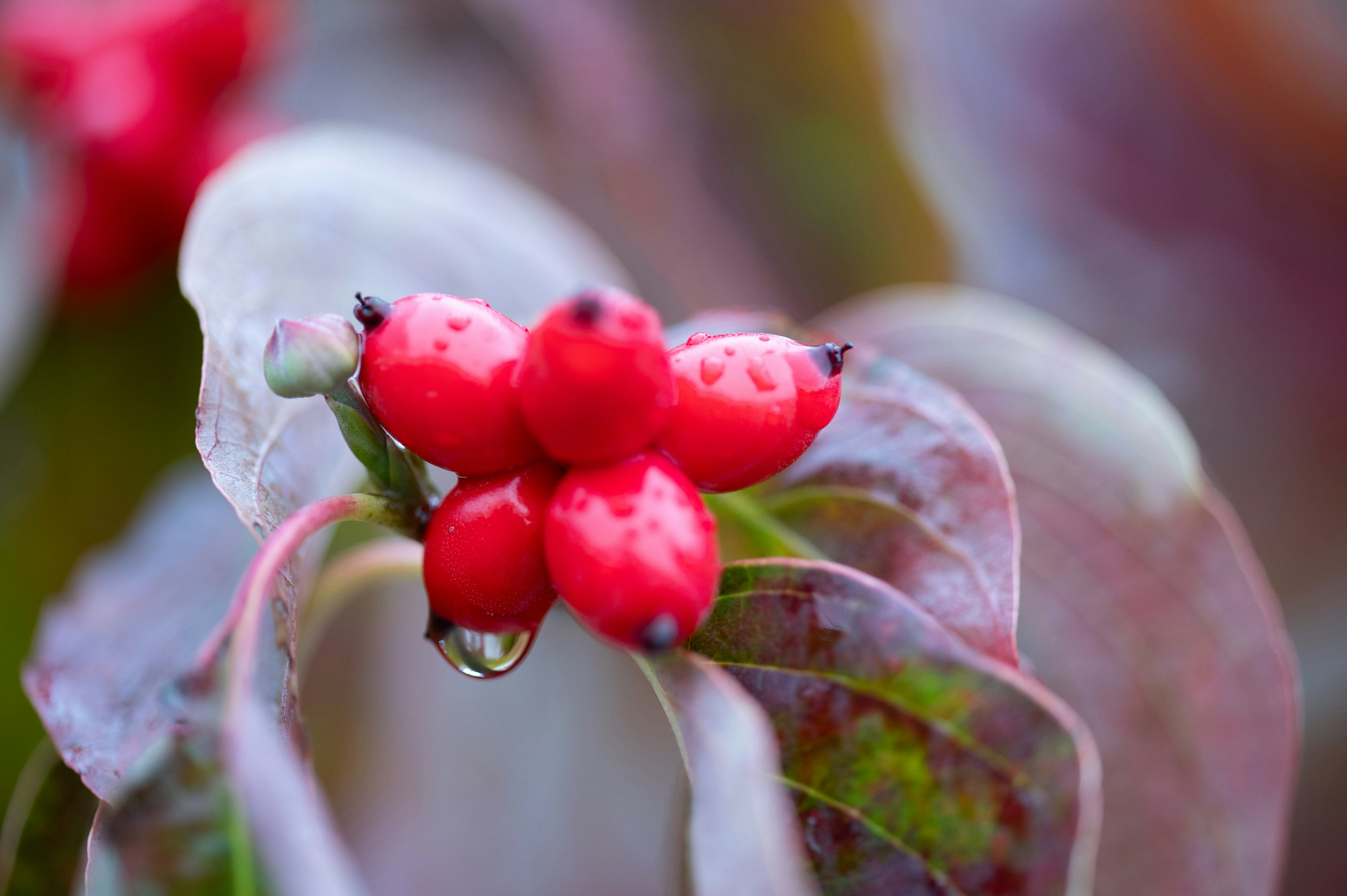 Gros plan de feuilles avec des baies rouges